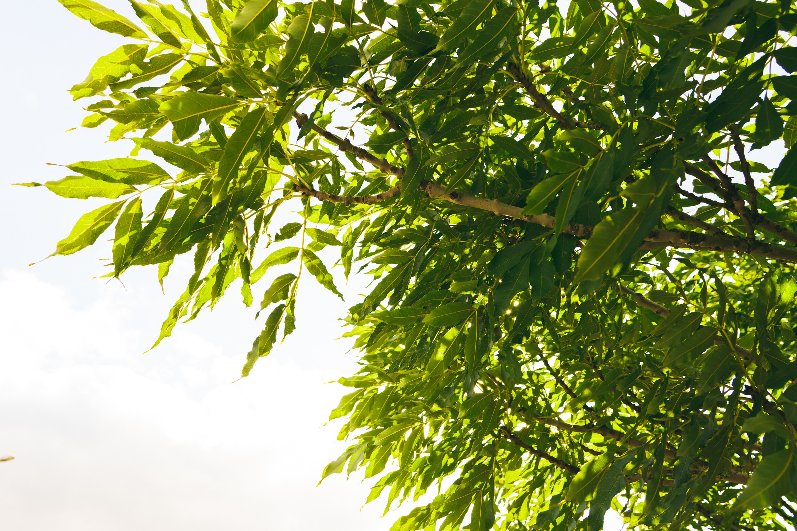 Sügise killud. Nebula 25 — Fotod teie hingele