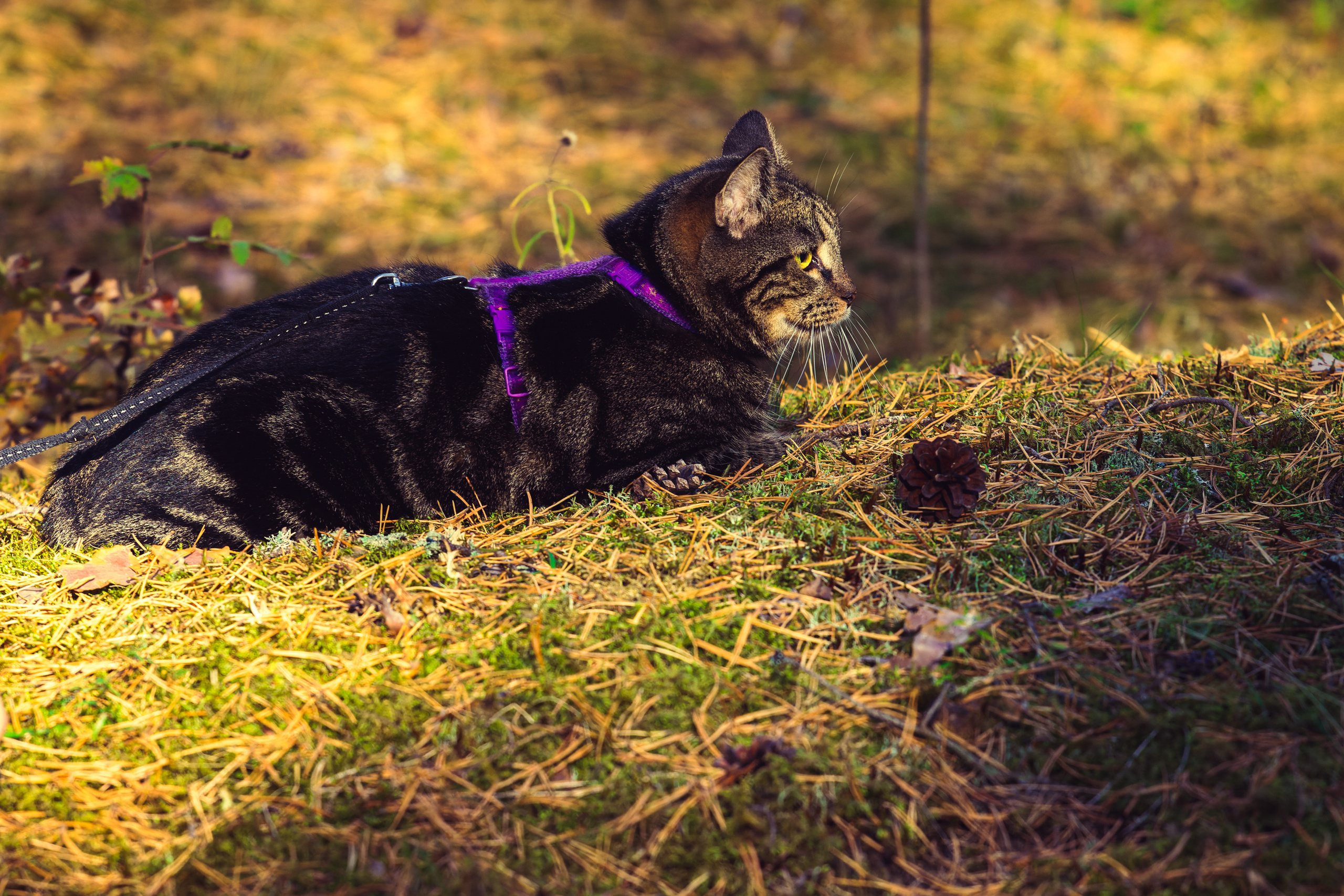 Suitsudeemon ja tema kass (Saša). Nebula 25 — Fotod teie hingele
