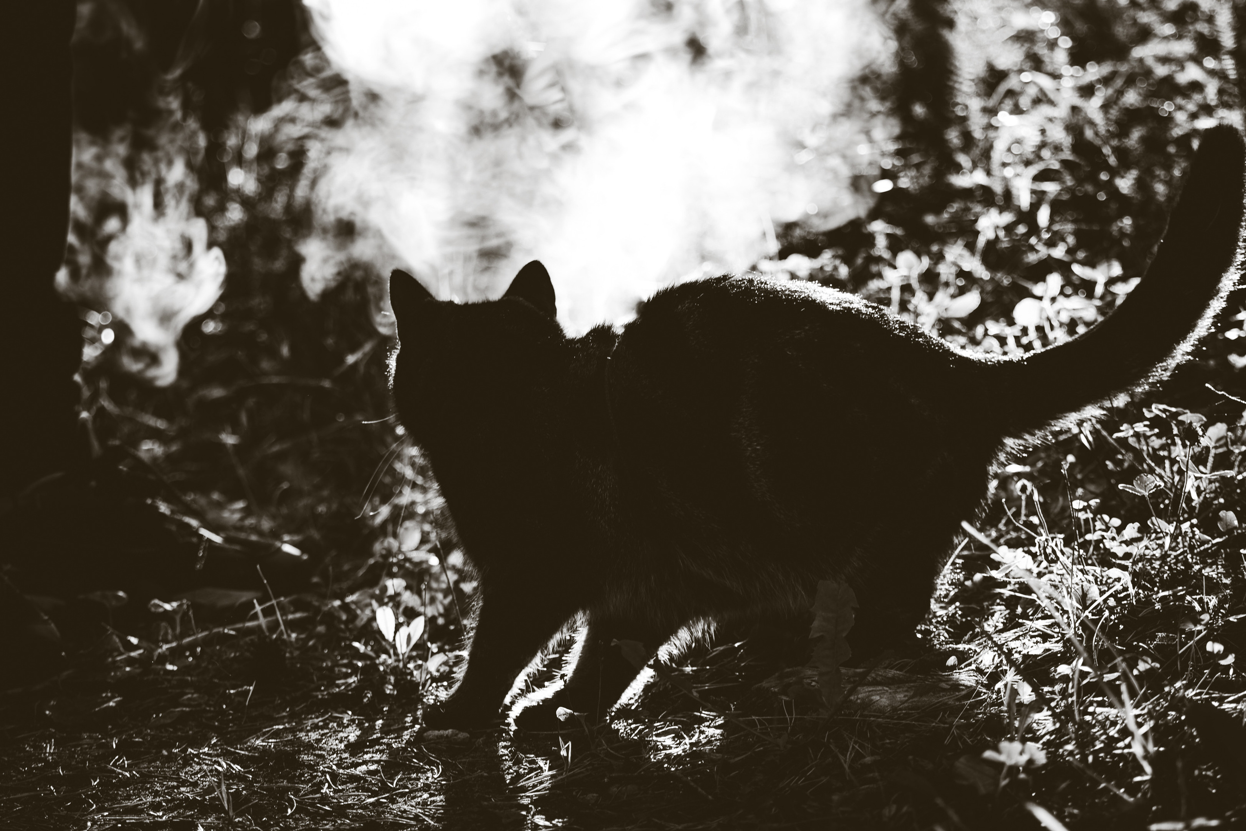 Suitsudeemon ja tema kass (Saša). Nebula 25 — Fotod teie hingele