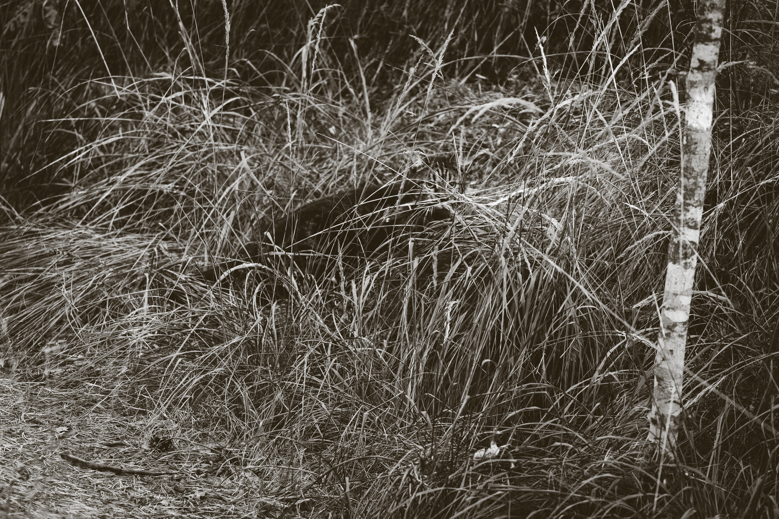 Suitsudeemon ja tema kass (Saša). Nebula 25 — Fotod teie hingele