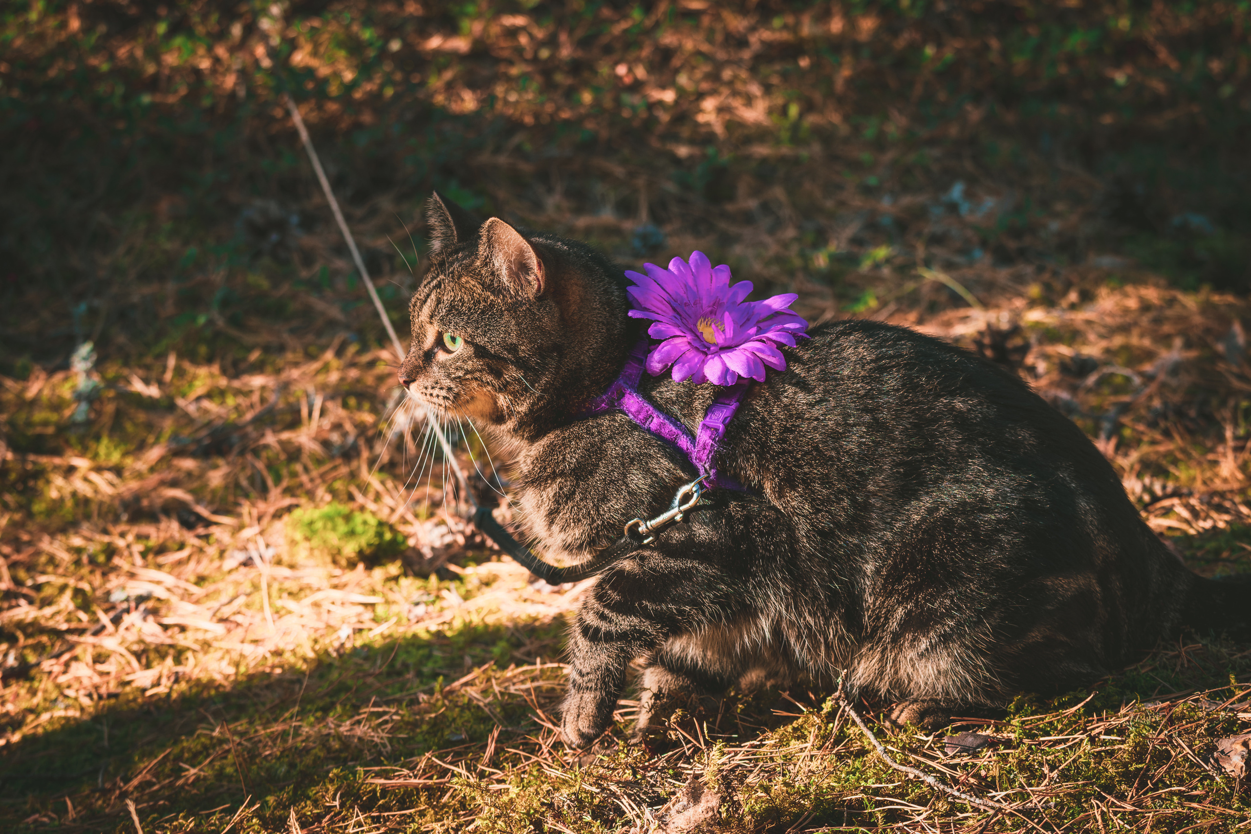 Suitsudeemon ja tema kass (Saša). Nebula 25 — Fotod teie hingele