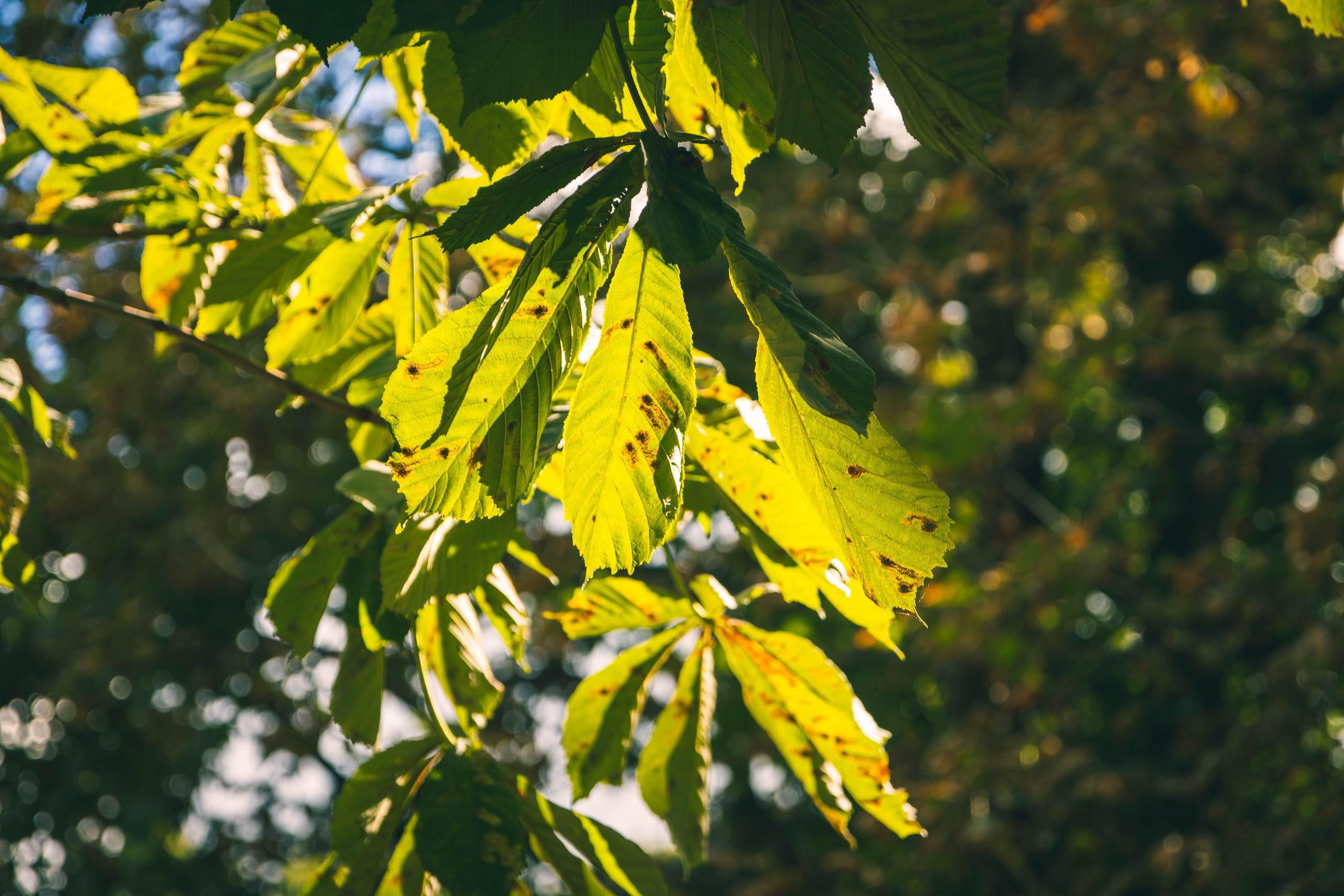 Sügise killud. Nebula 25 — Fotod teie hingele
