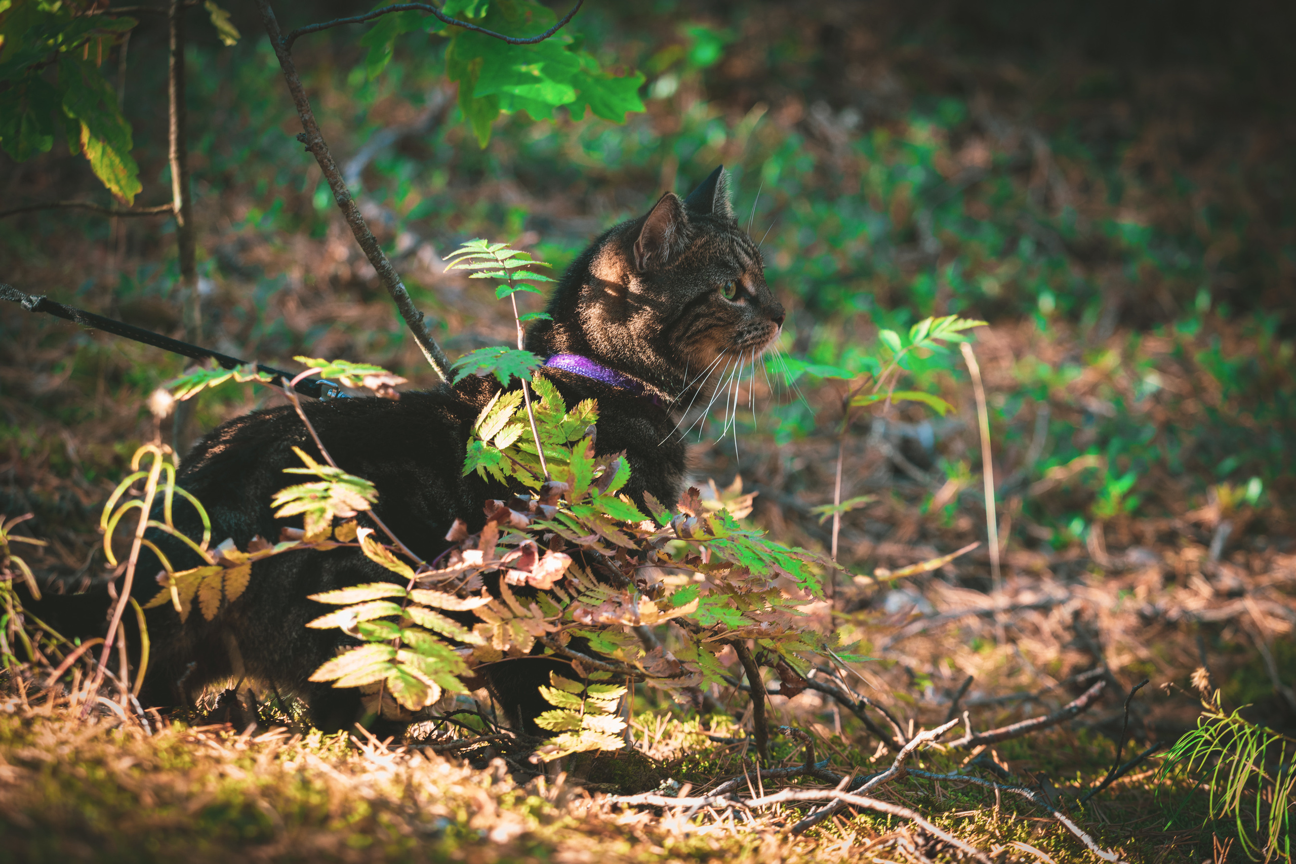 Suitsudeemon ja tema kass (Saša). Nebula 25 — Fotod teie hingele