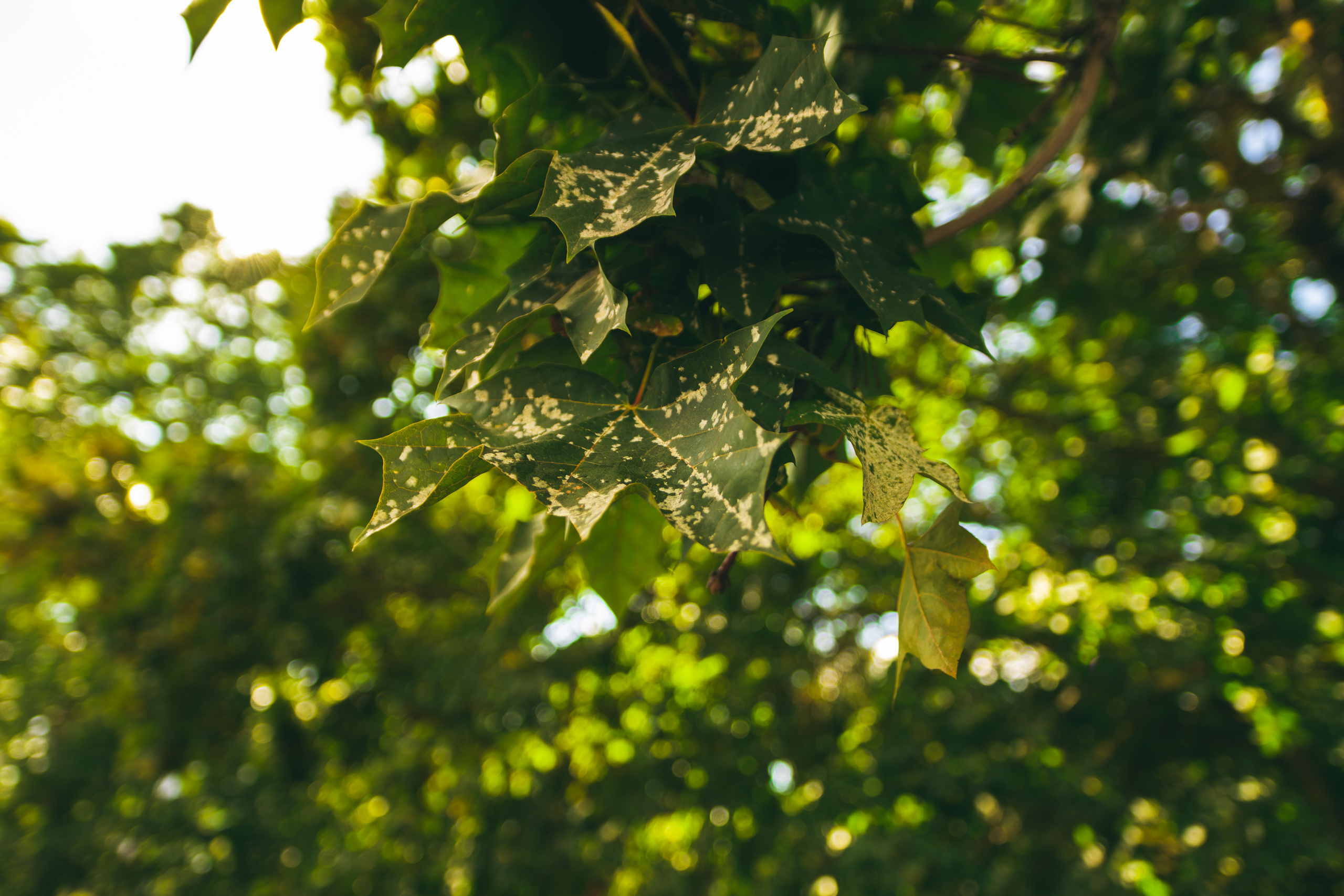 Sügise killud. Nebula 25 — Fotod teie hingele