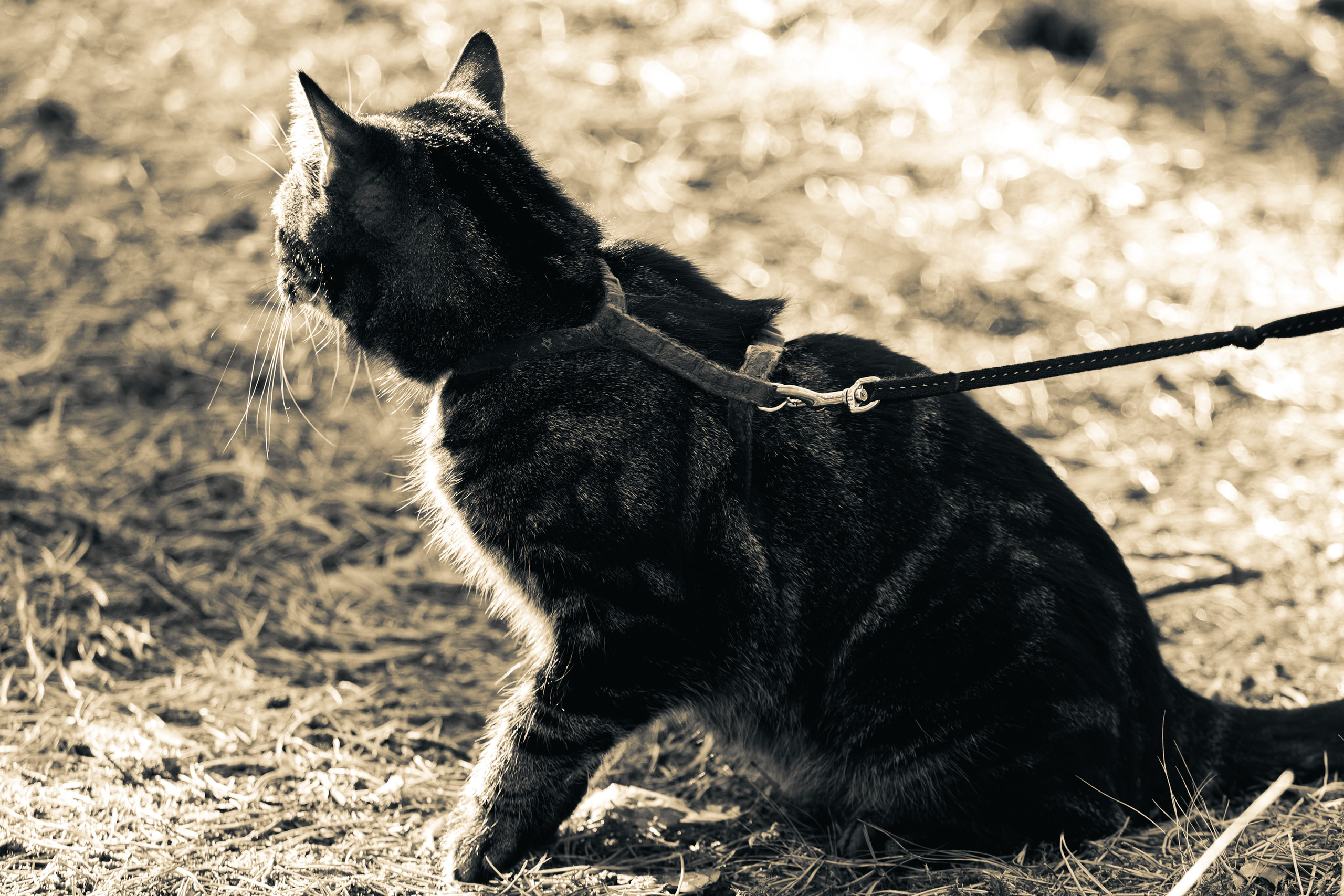 Suitsudeemon ja tema kass (Saša). Nebula 25 — Fotod teie hingele