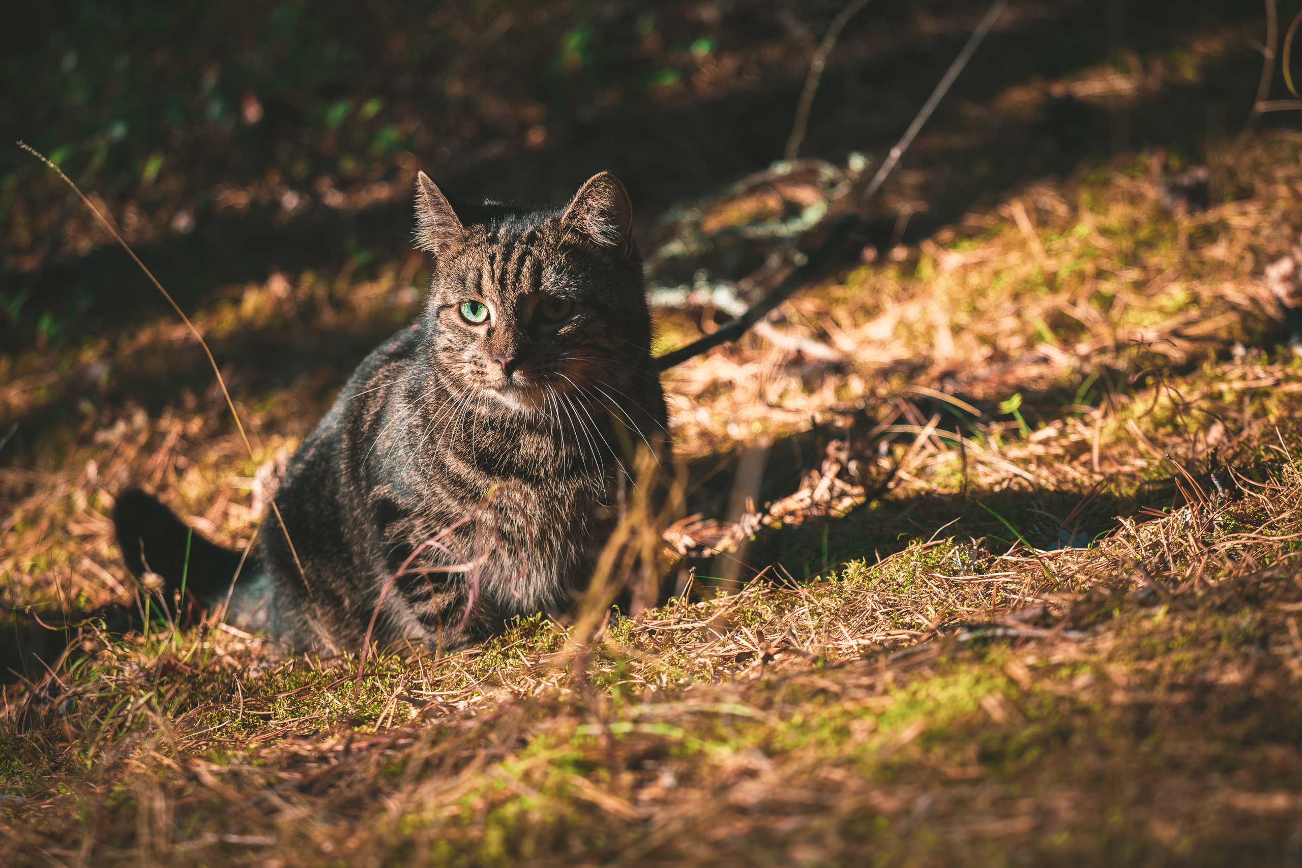 Suitsudeemon ja tema kass (Saša). Nebula 25 — Fotod teie hingele
