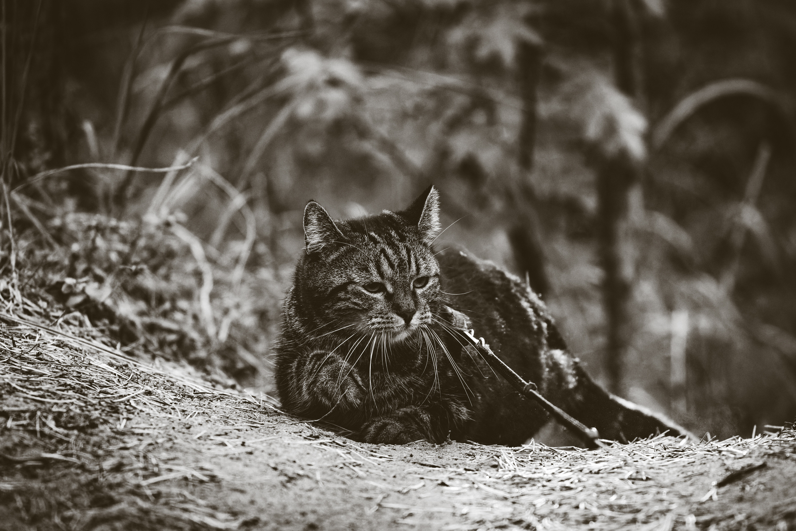 Suitsudeemon ja tema kass (Saša). Nebula 25 — Fotod teie hingele