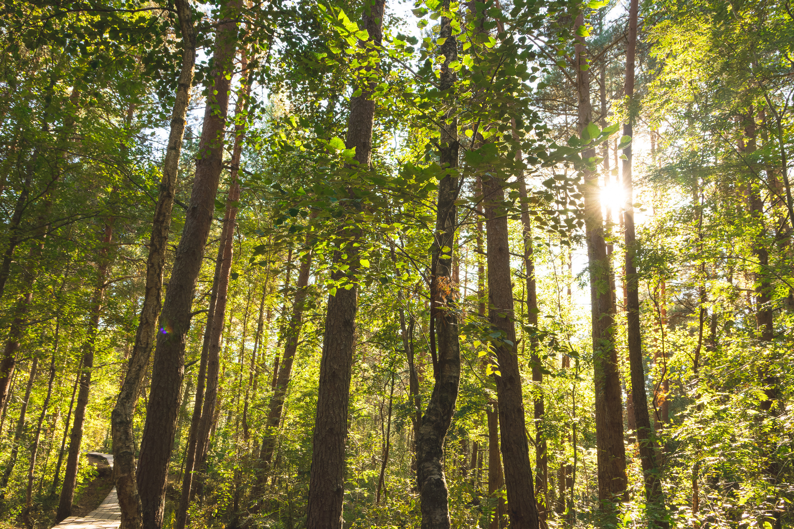 Suitsudeemon ja tema kass (Saša). Nebula 25 — Fotod teie hingele