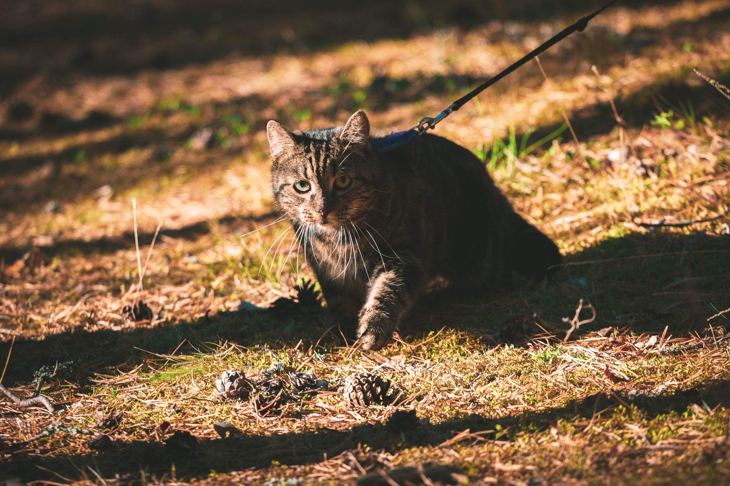 Suitsudeemon ja tema kass (Saša). Nebula 25 — Fotod teie hingele