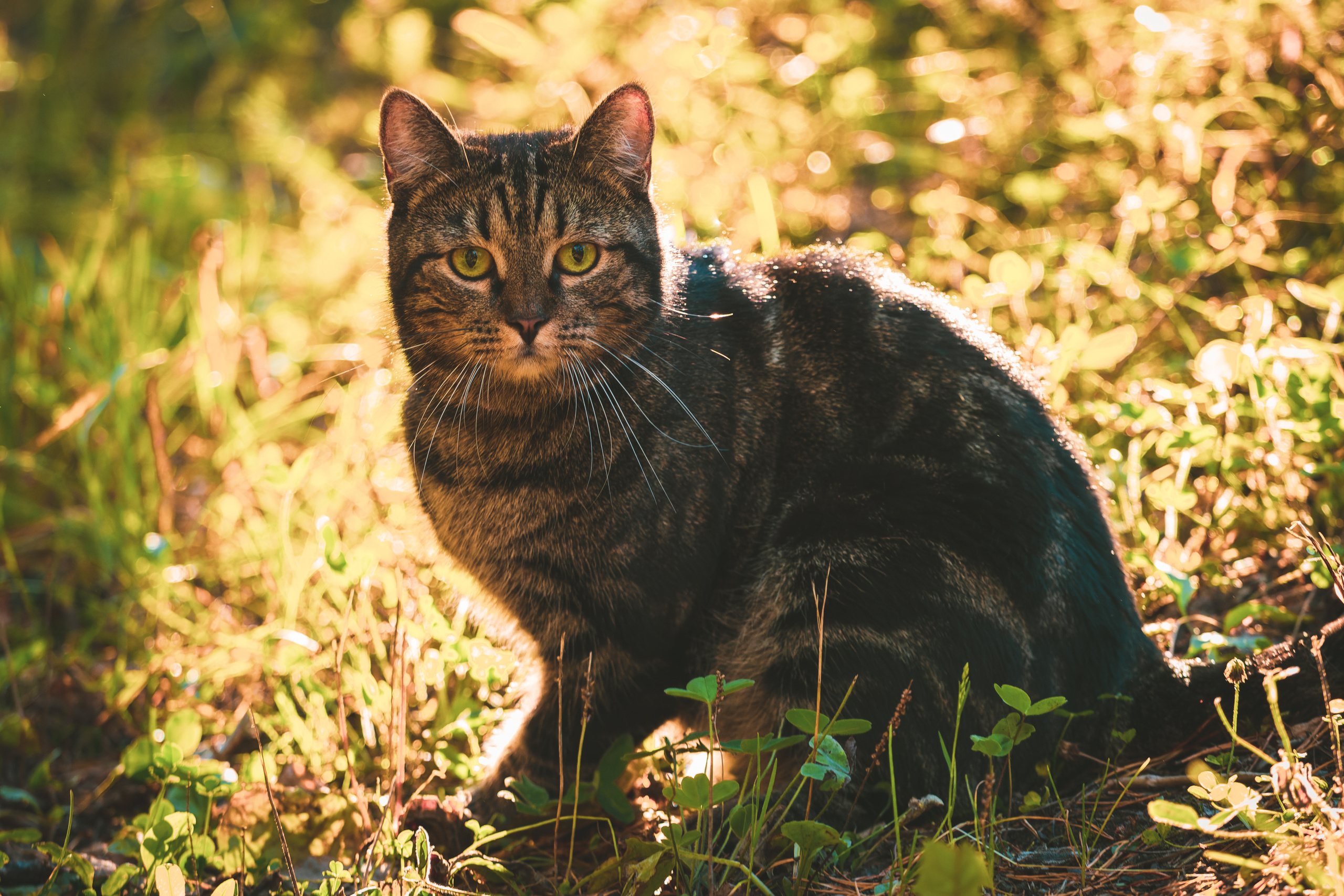 Suitsudeemon ja tema kass (Saša). Nebula 25 — Fotod teie hingele