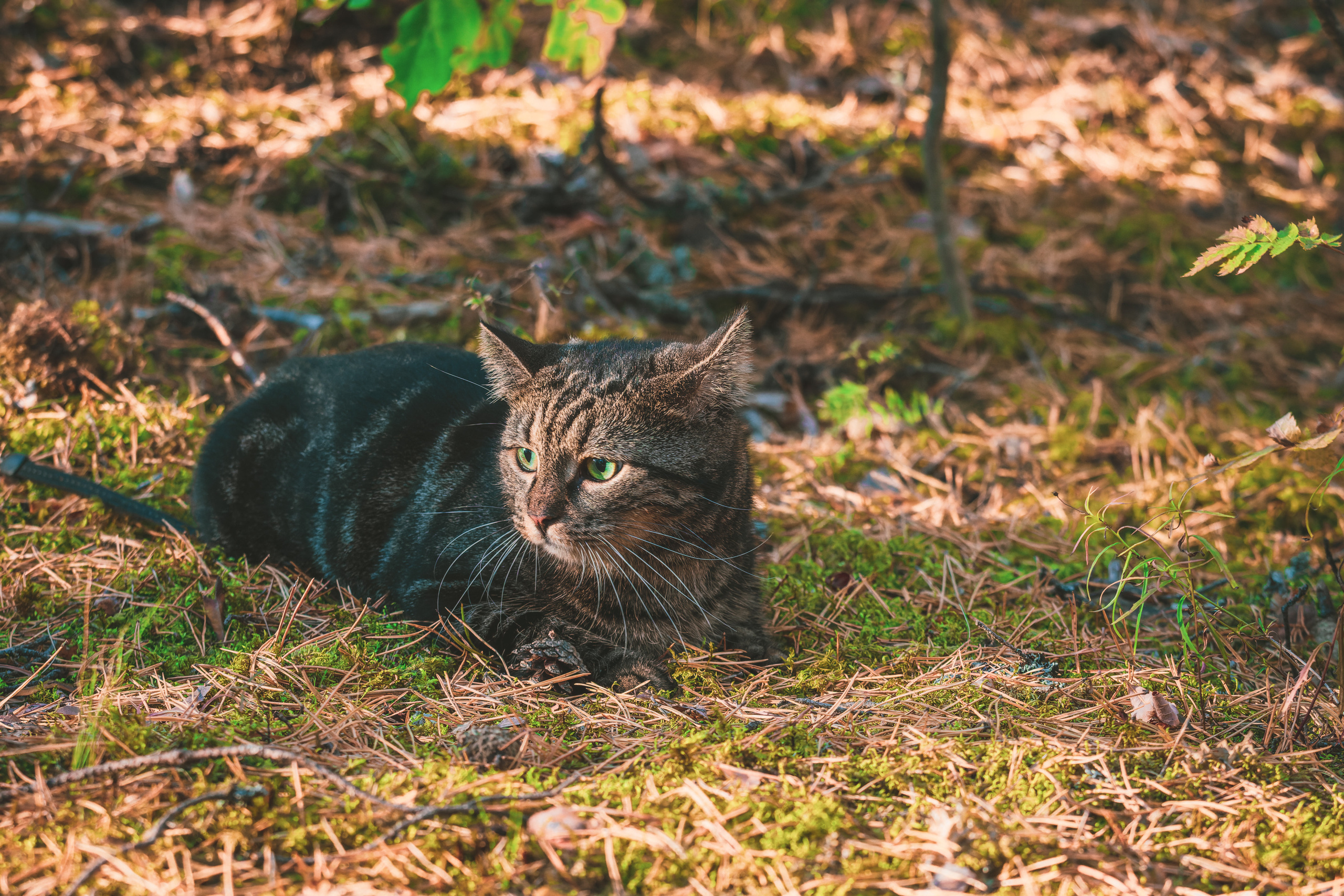 Suitsudeemon ja tema kass (Saša). Nebula 25 — Fotod teie hingele