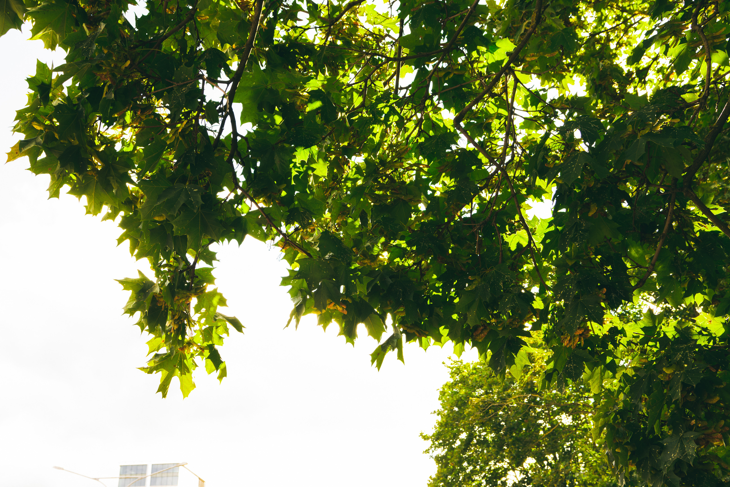 Sügise killud. Nebula 25 — Fotod teie hingele