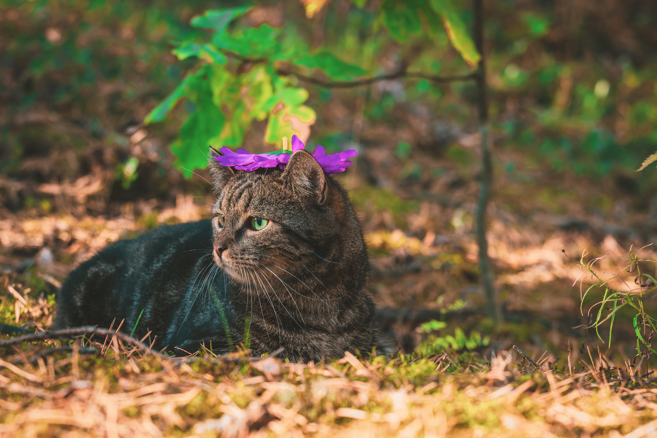 Suitsudeemon ja tema kass (Saša). Nebula 25 — Fotod teie hingele