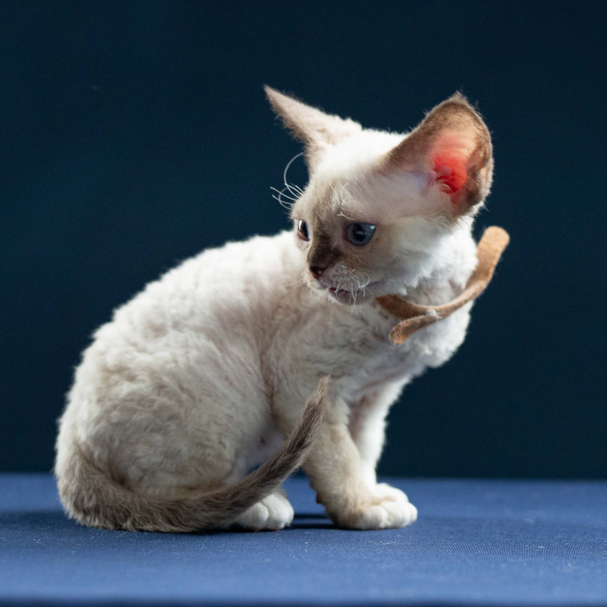 Indy, boy, born 06.01.2025. Devon Rex Pixie Cattery