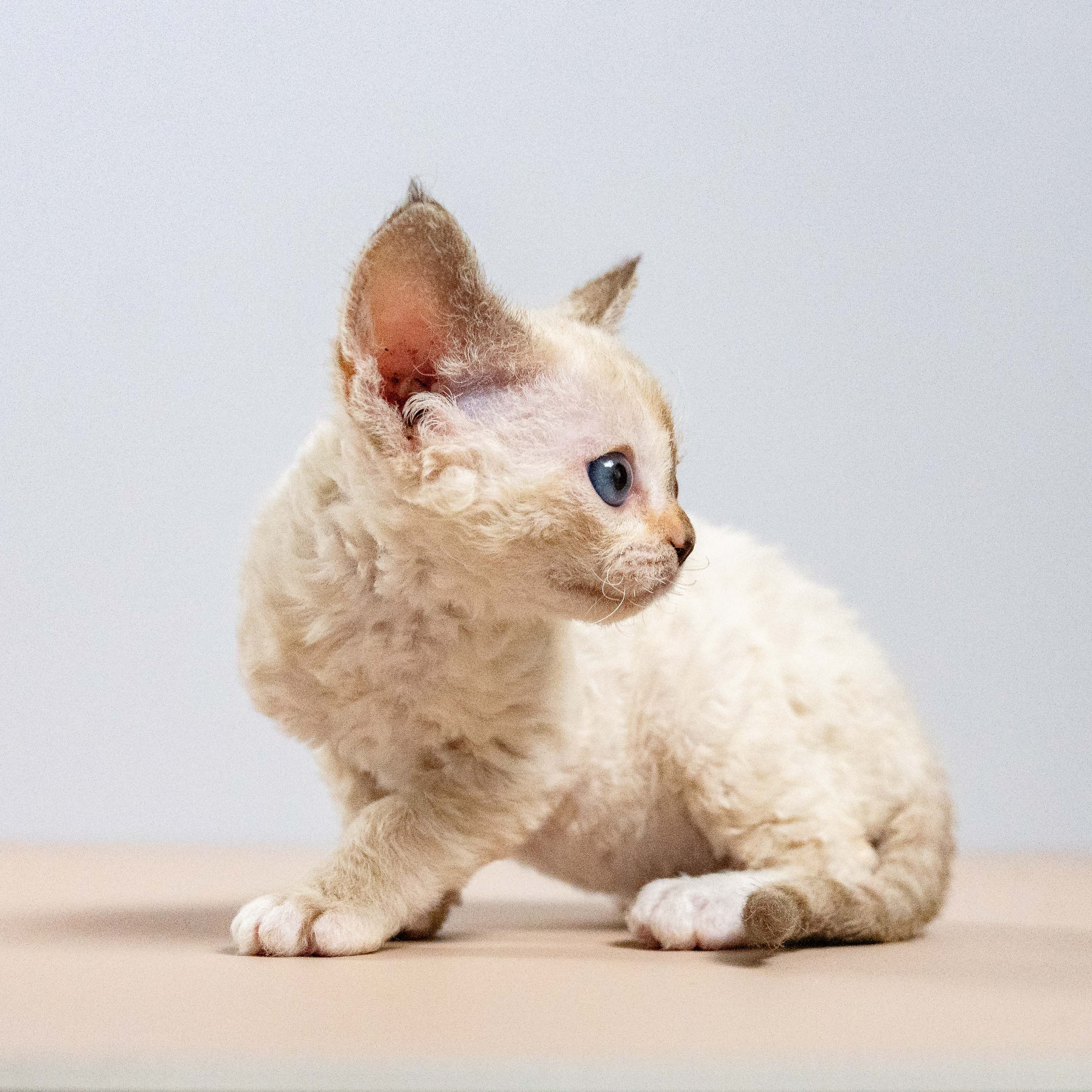 Lily, girl, born 12.20.2025. Devon Rex Pixie Cattery