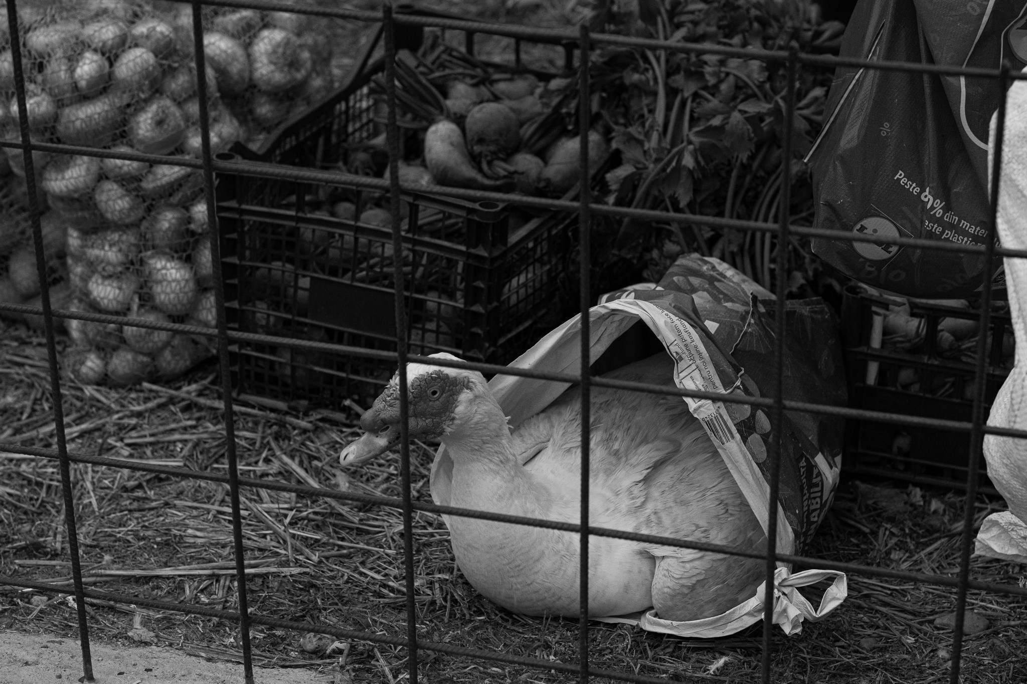 Romanian Markets. Geany Cazan