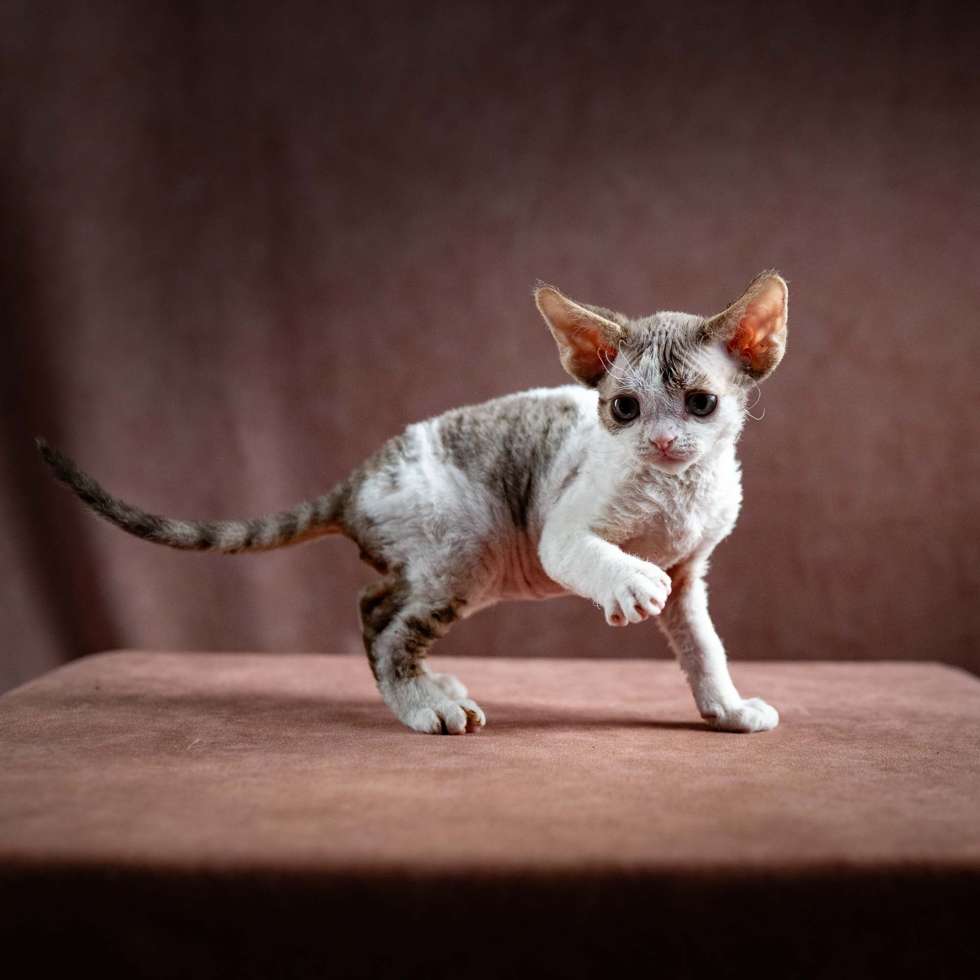 Hermes, boy, born 04.20.25. Devon Rex Pixie Cattery