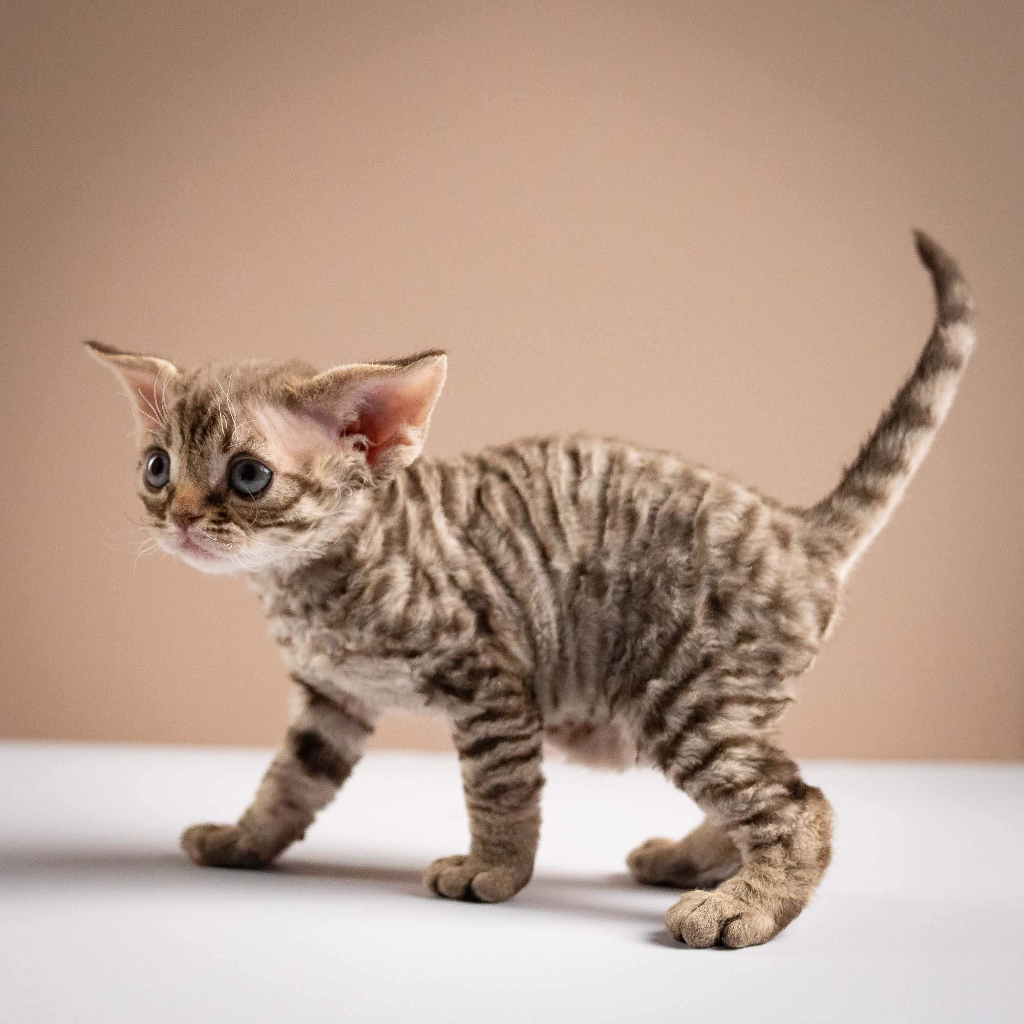 Ostap, boy, born 02.08.26. Devon Rex Pixie Cattery