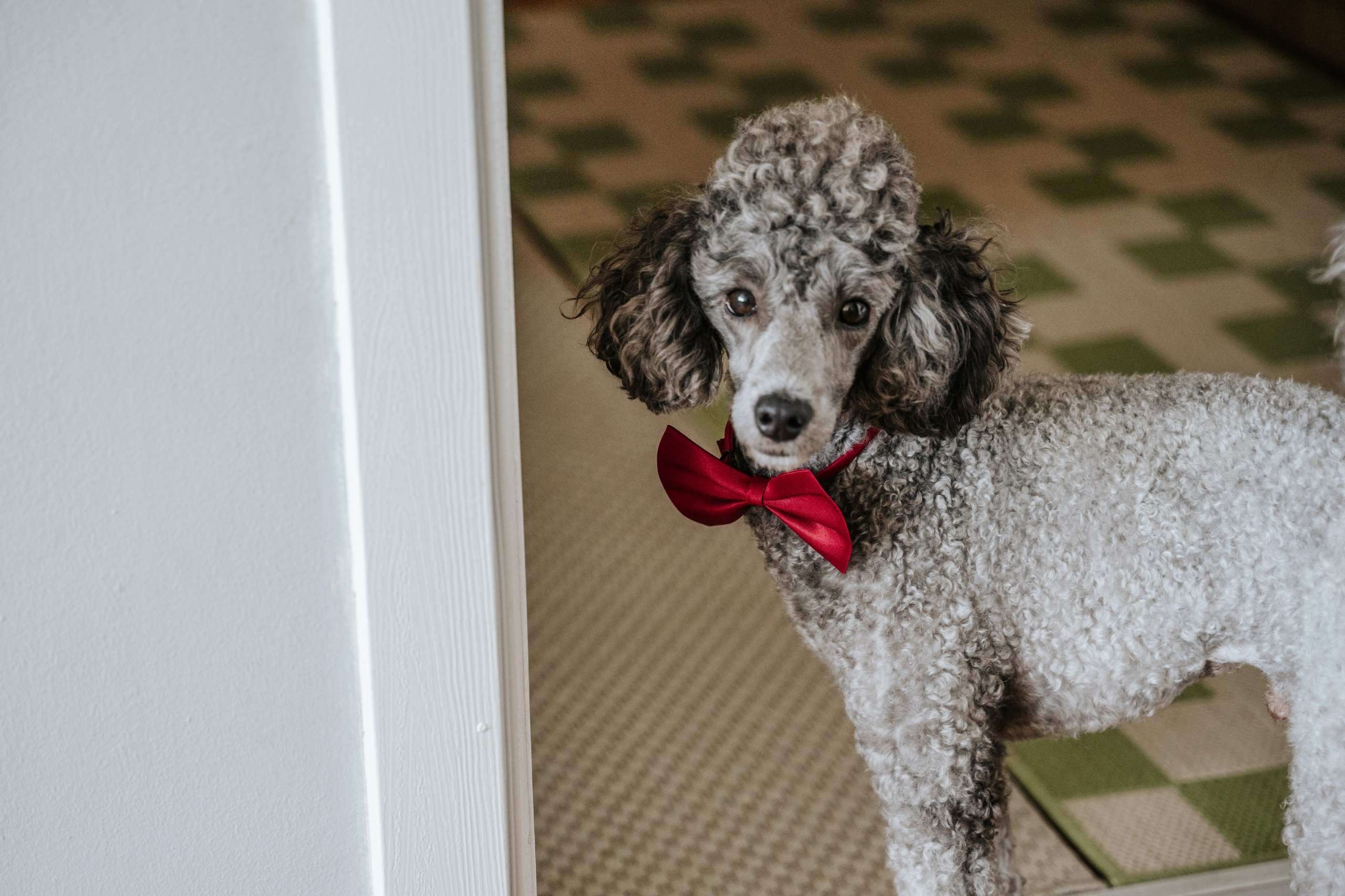 Венчања. Luka Pejcic Photography