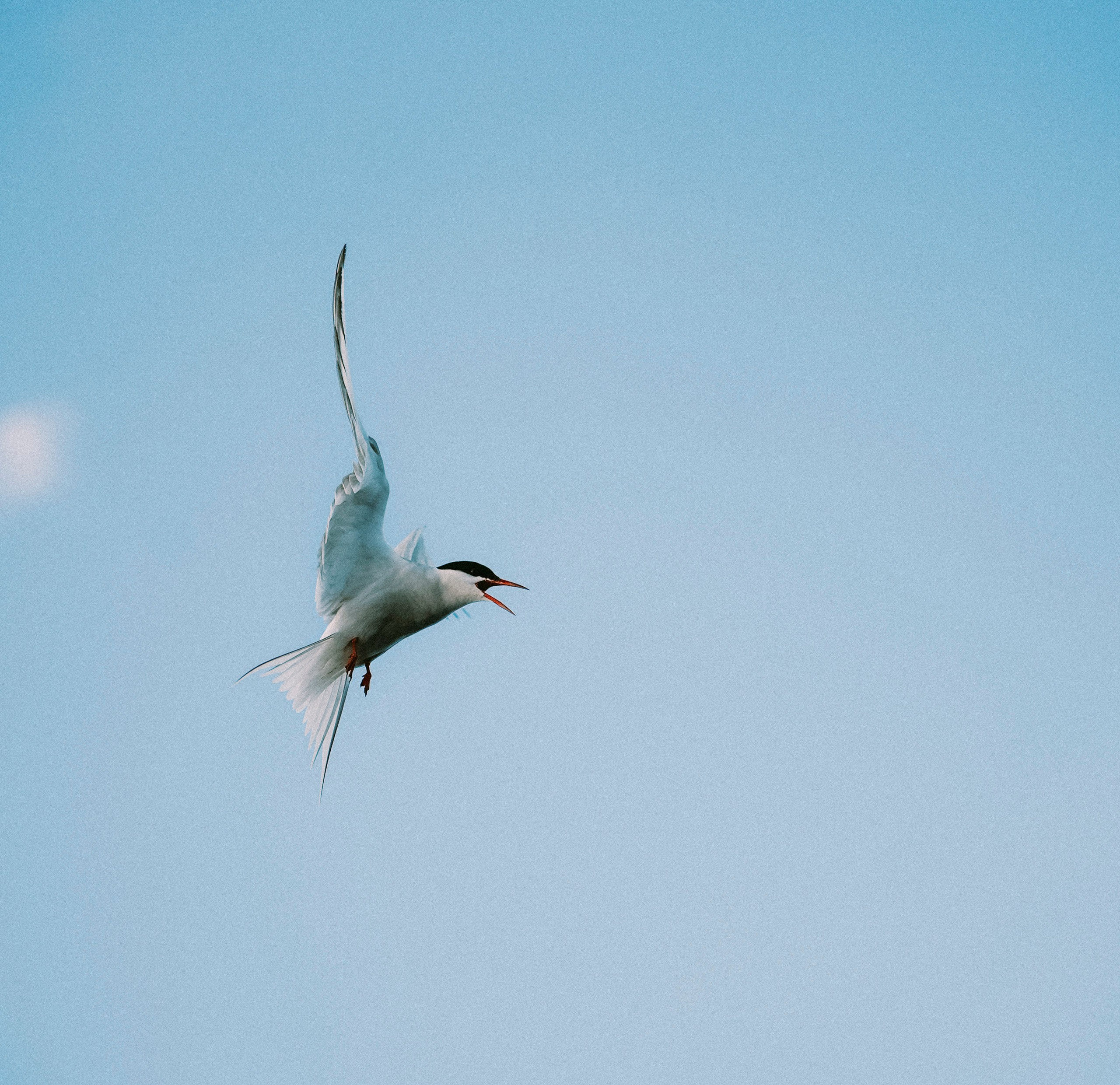 2025. Стрит-фотография, полная абсурда, идиотизма и красоты