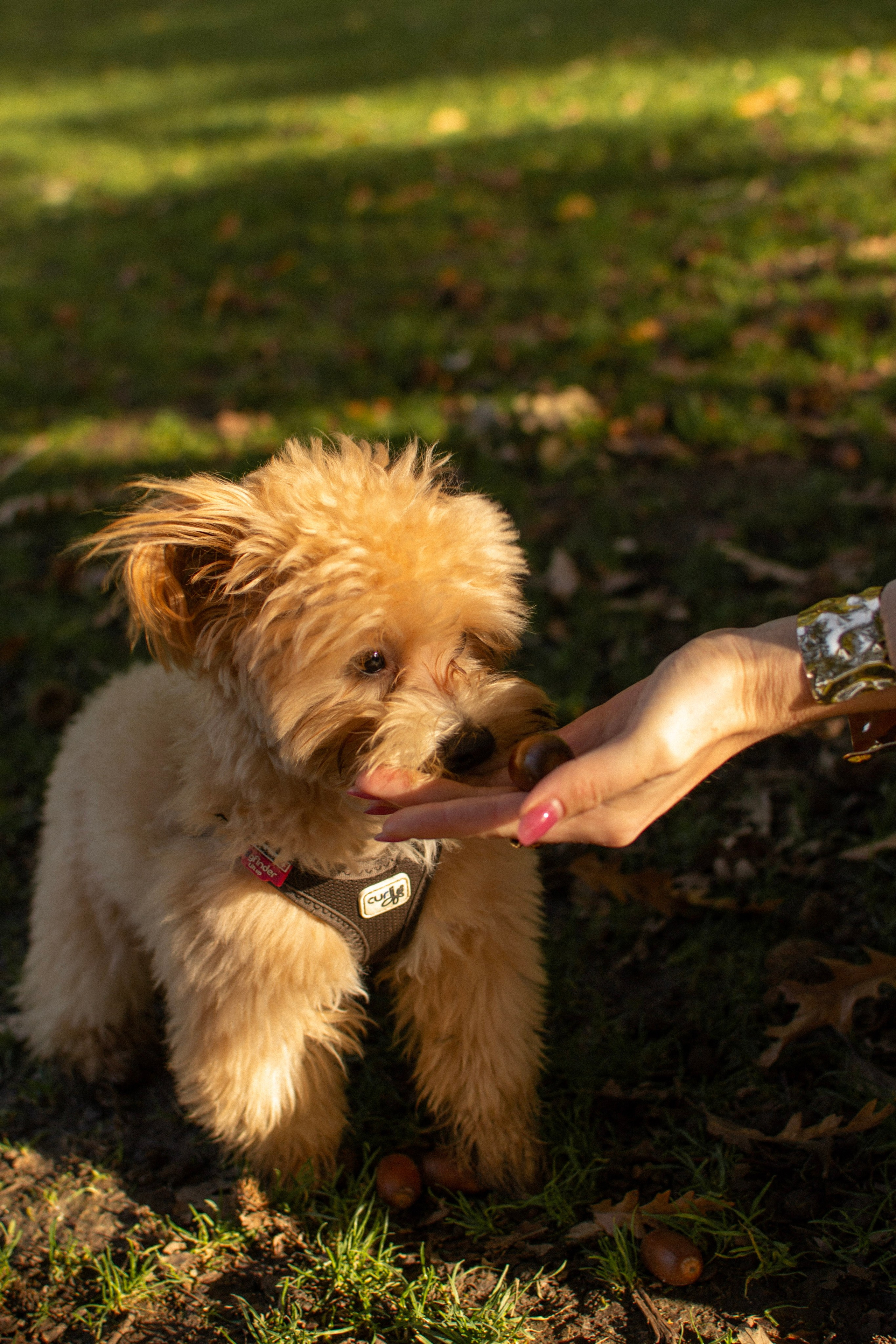 Barney, Nastya et Kolya. Photographe animalier à Paris Anna Pereira