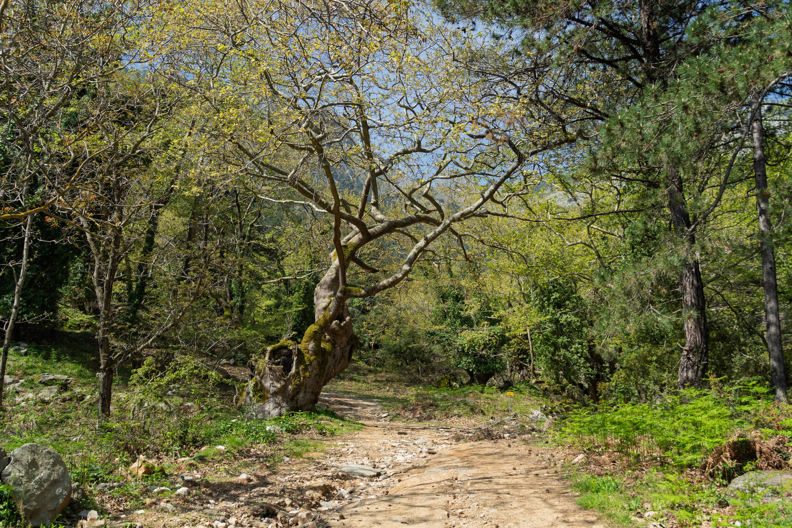 Thasos 2025. Fotografiideplacere.net