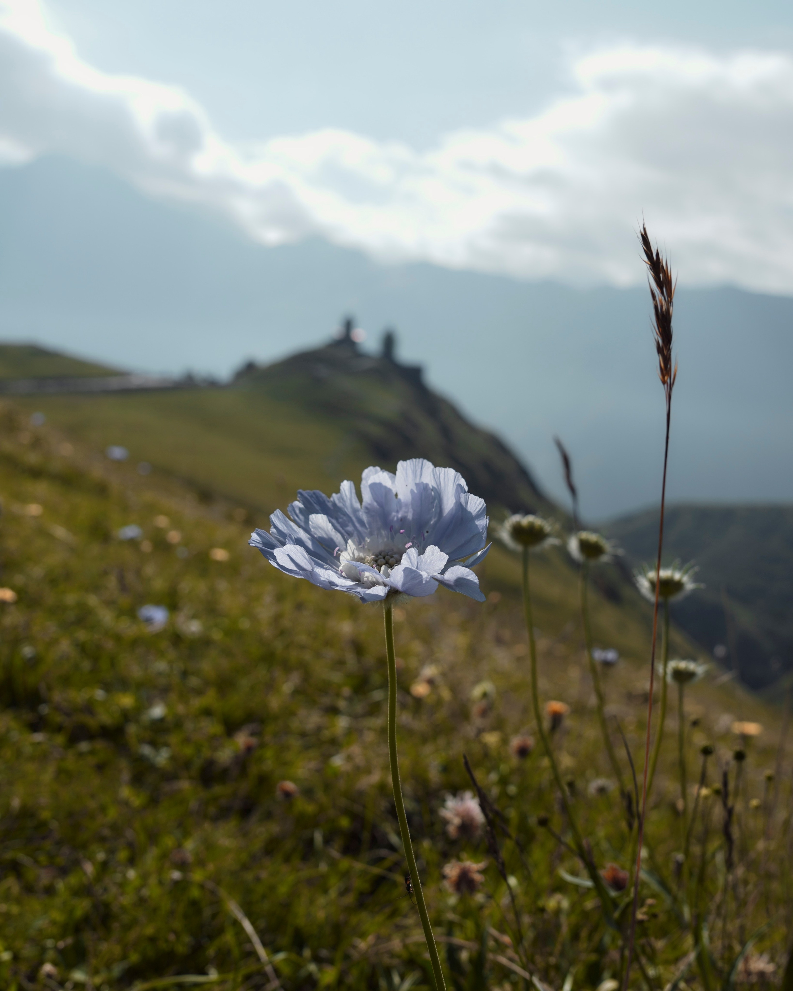 Wildflowers in mountains with Gergeti church in background