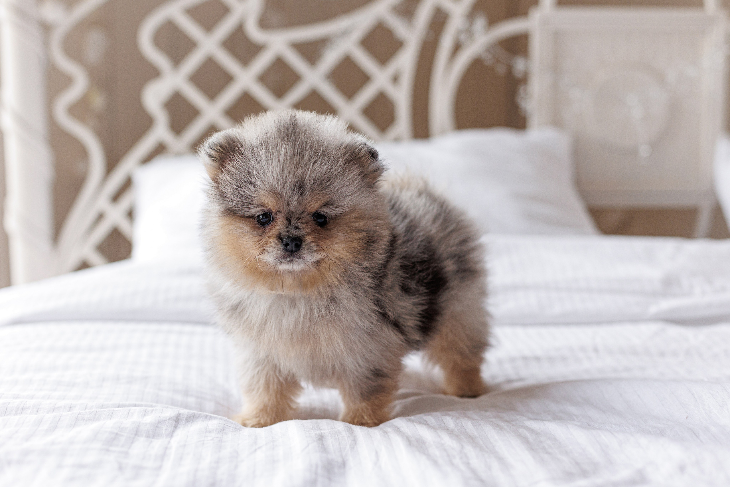 Pomeranian puppies. Семейный фотограф в Кишинёве Пулькина Ольга