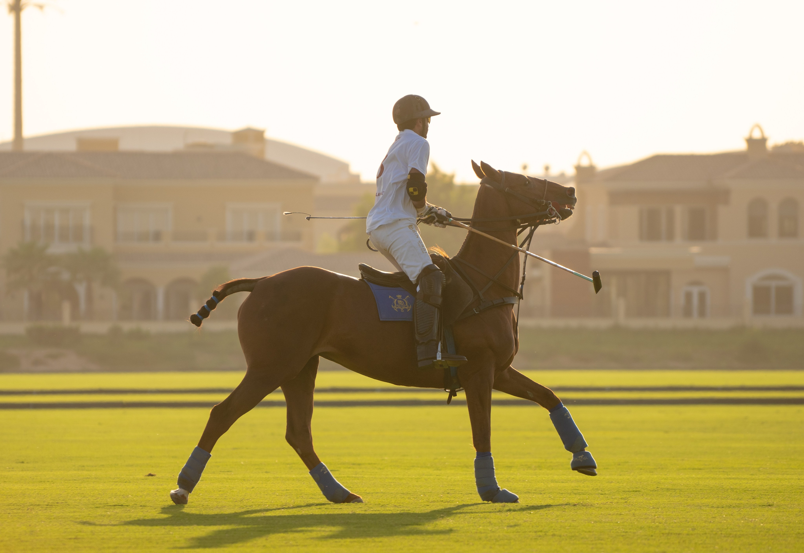With horses and camels. Photographer and videographer in Dubai Dmitry Gromov