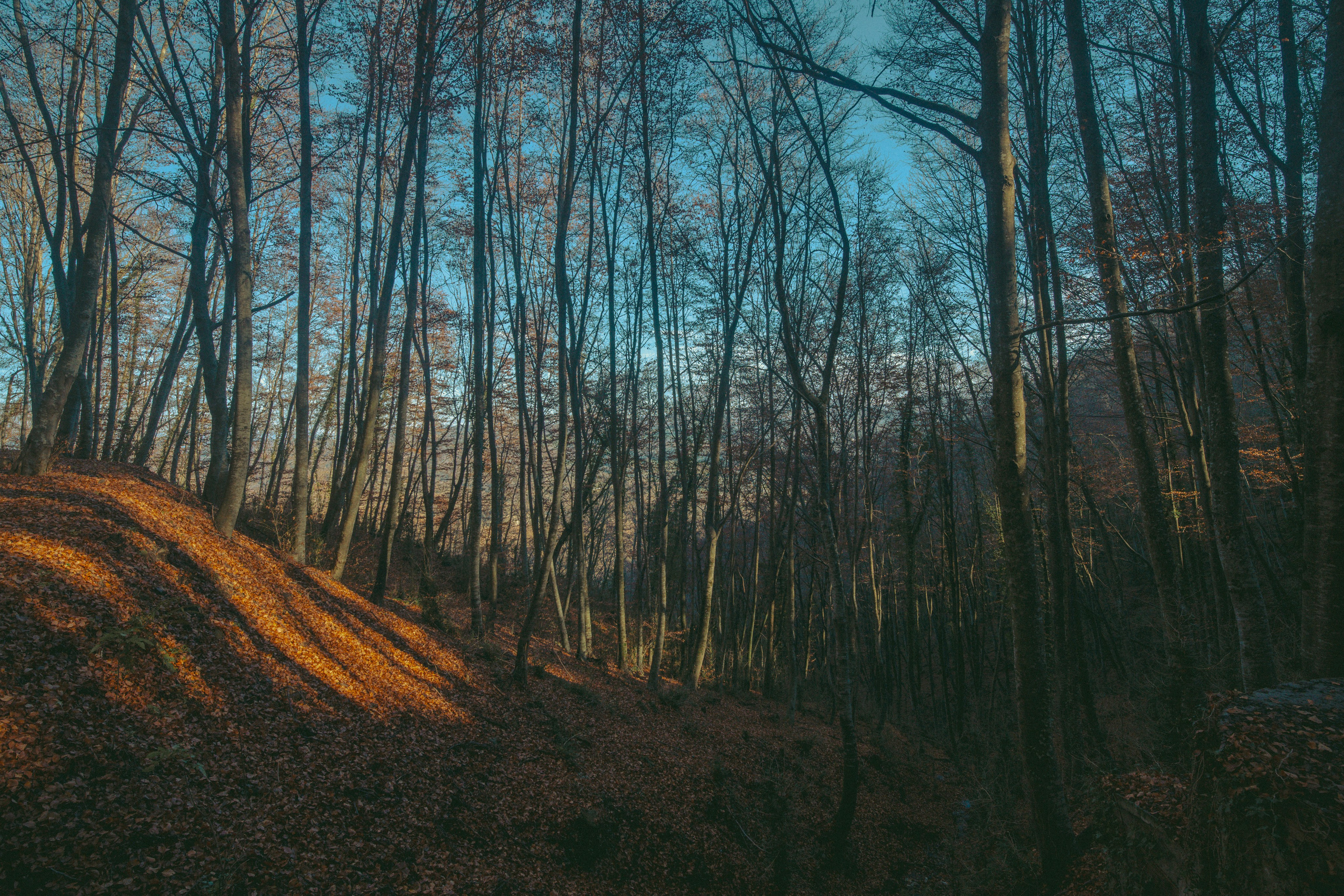 Rupit. Alba del Norte Studio