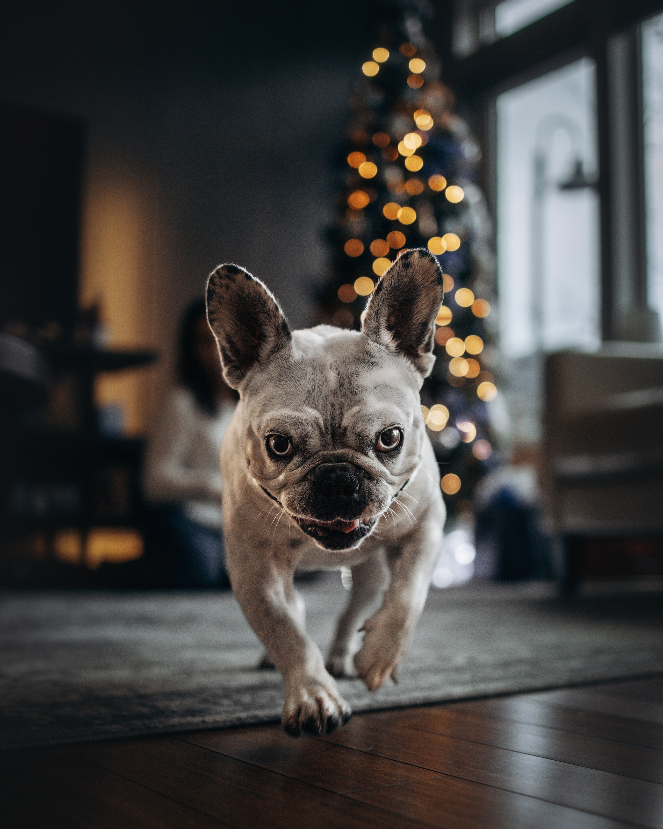 Pearl & Melanie. Pet Photographer Viktoriya Aleshenko