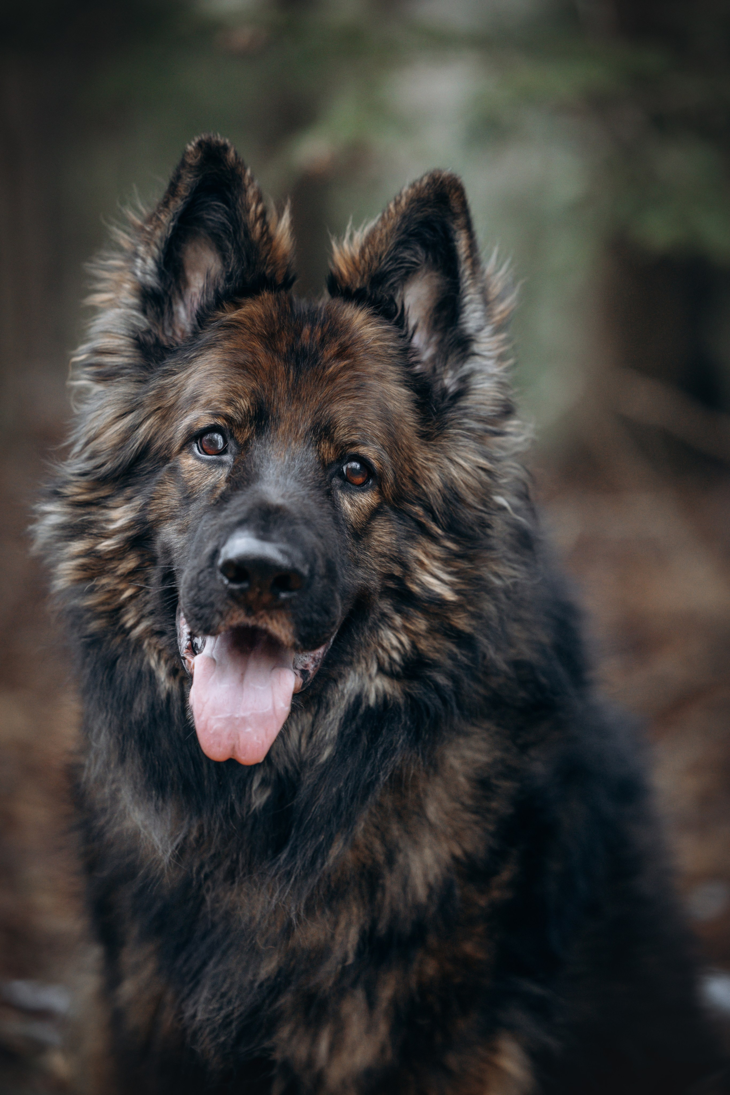 Ezra & Laura. Pet Photographer Viktoriya Aleshenko