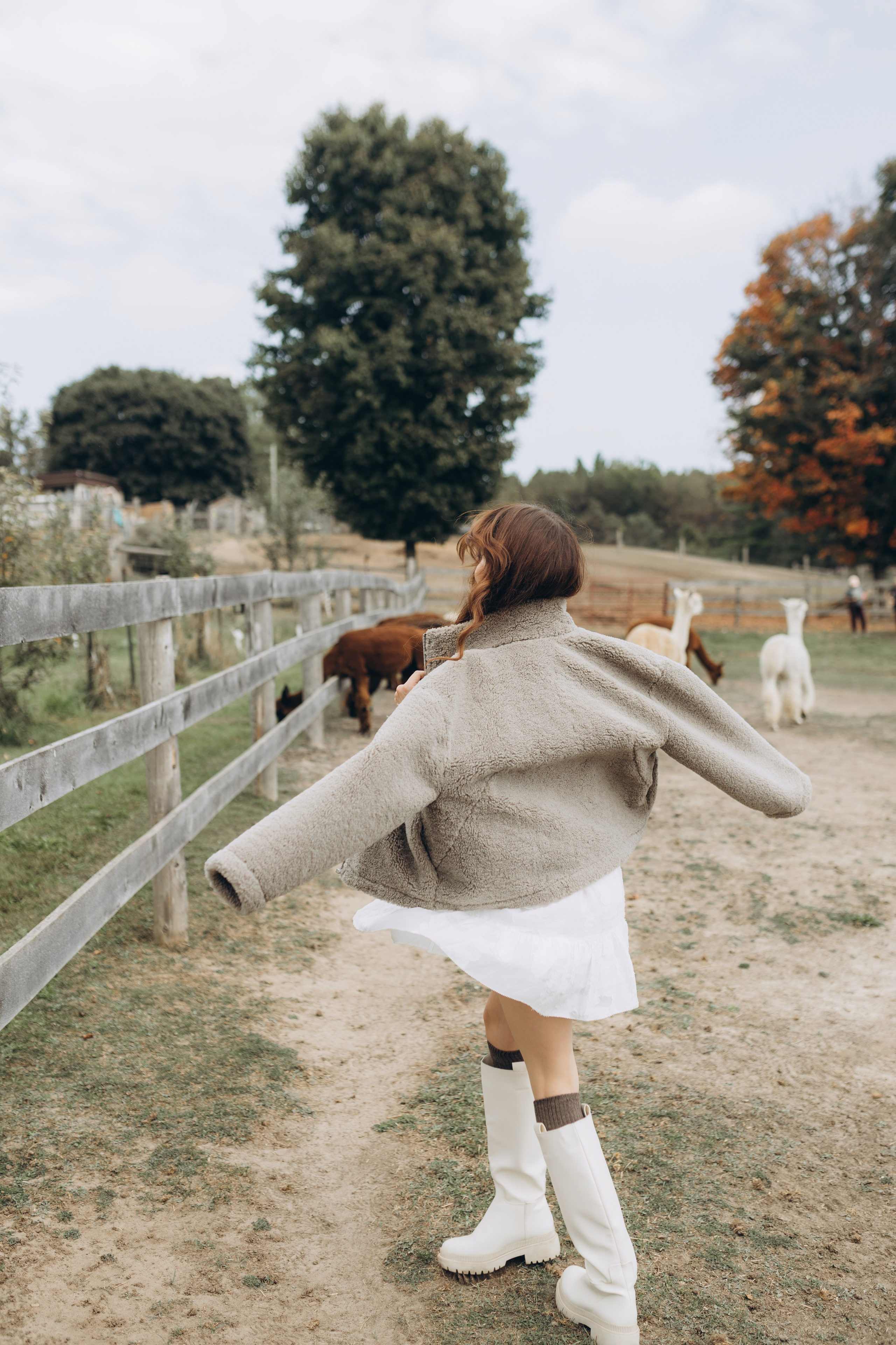 Alpacas Farm. Chernenko.photography