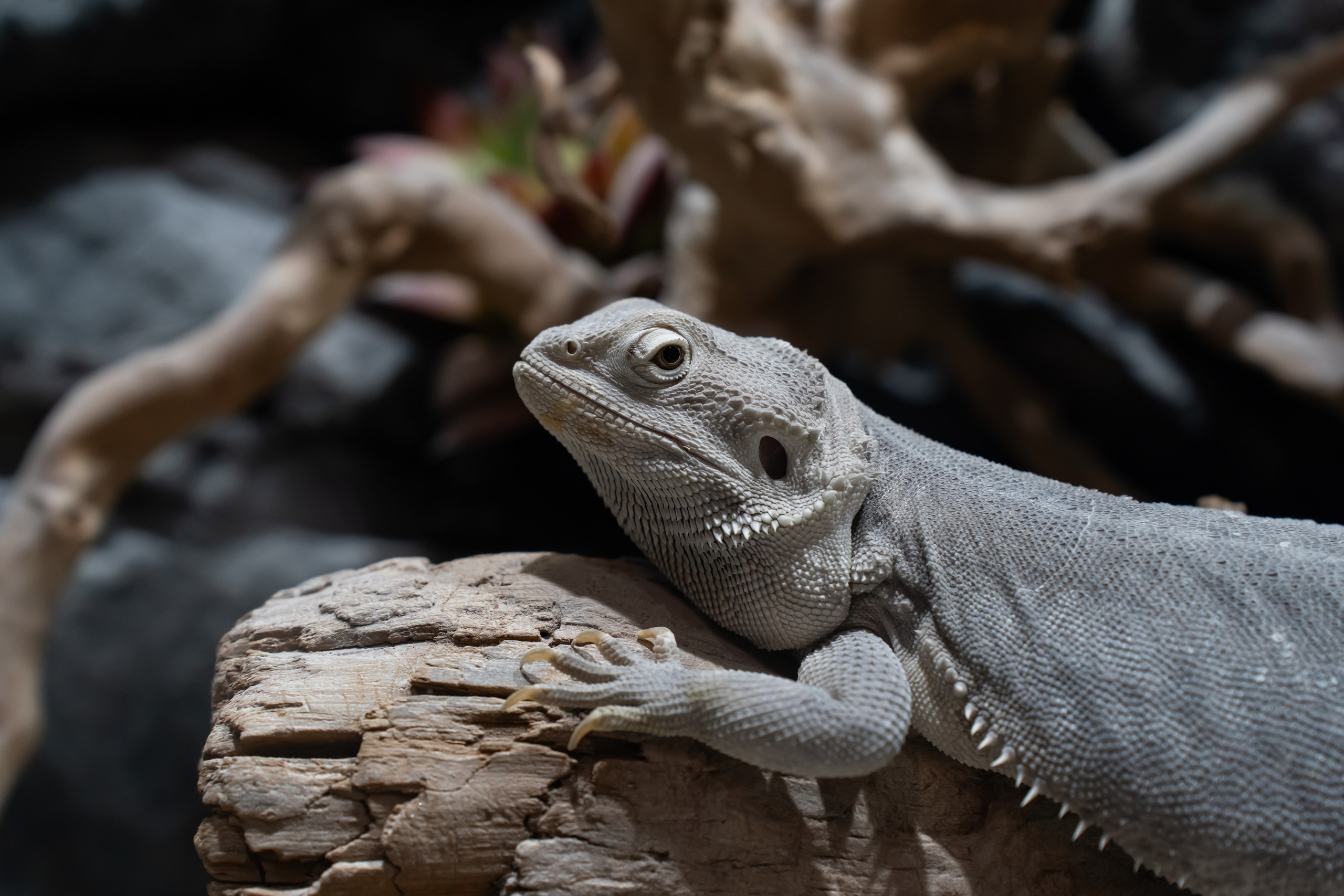 Reptile. Bycristinaciobanu