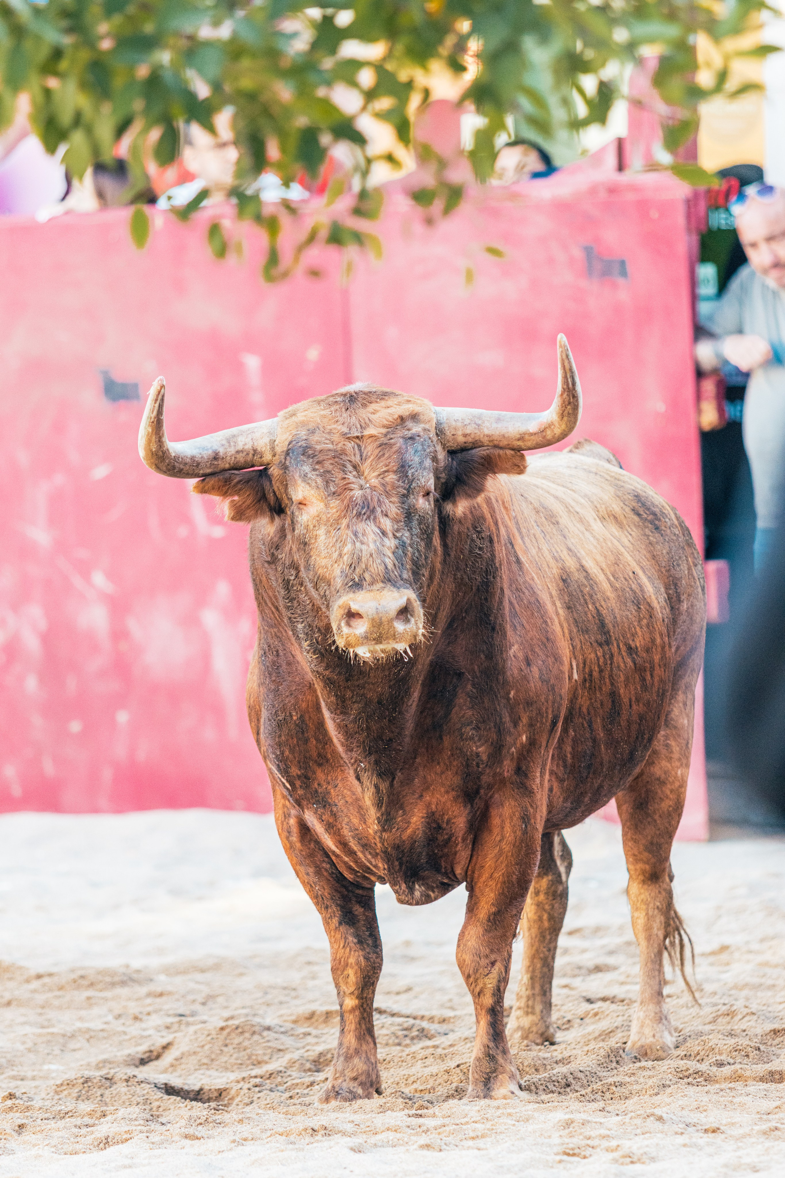 FEIRA DE MAIO AZAMBUJA 2024