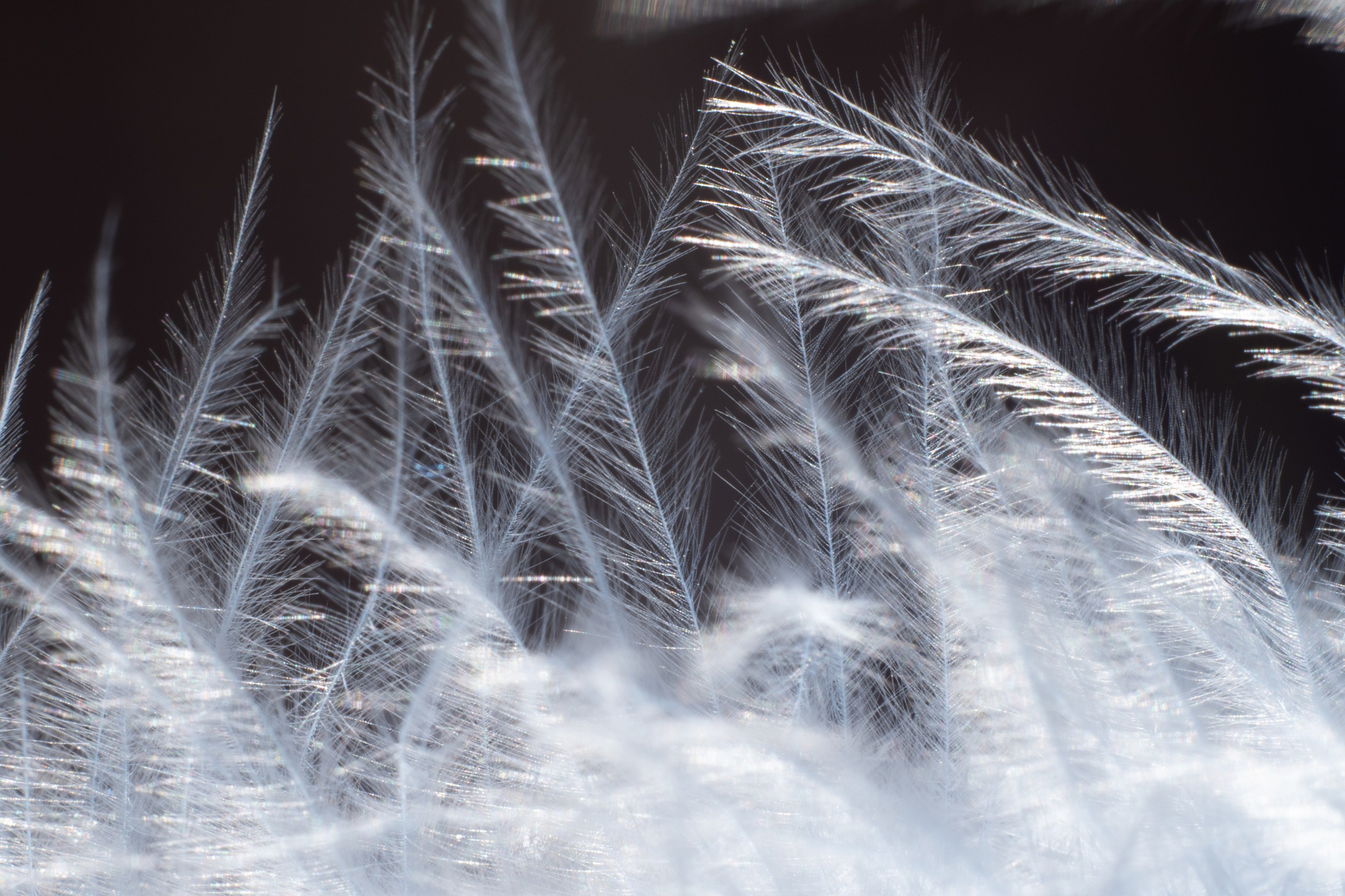 AMORE AL ARTE. Schwarz-weiß Fotografie in Münster. Fotografin Viktoria Roschen