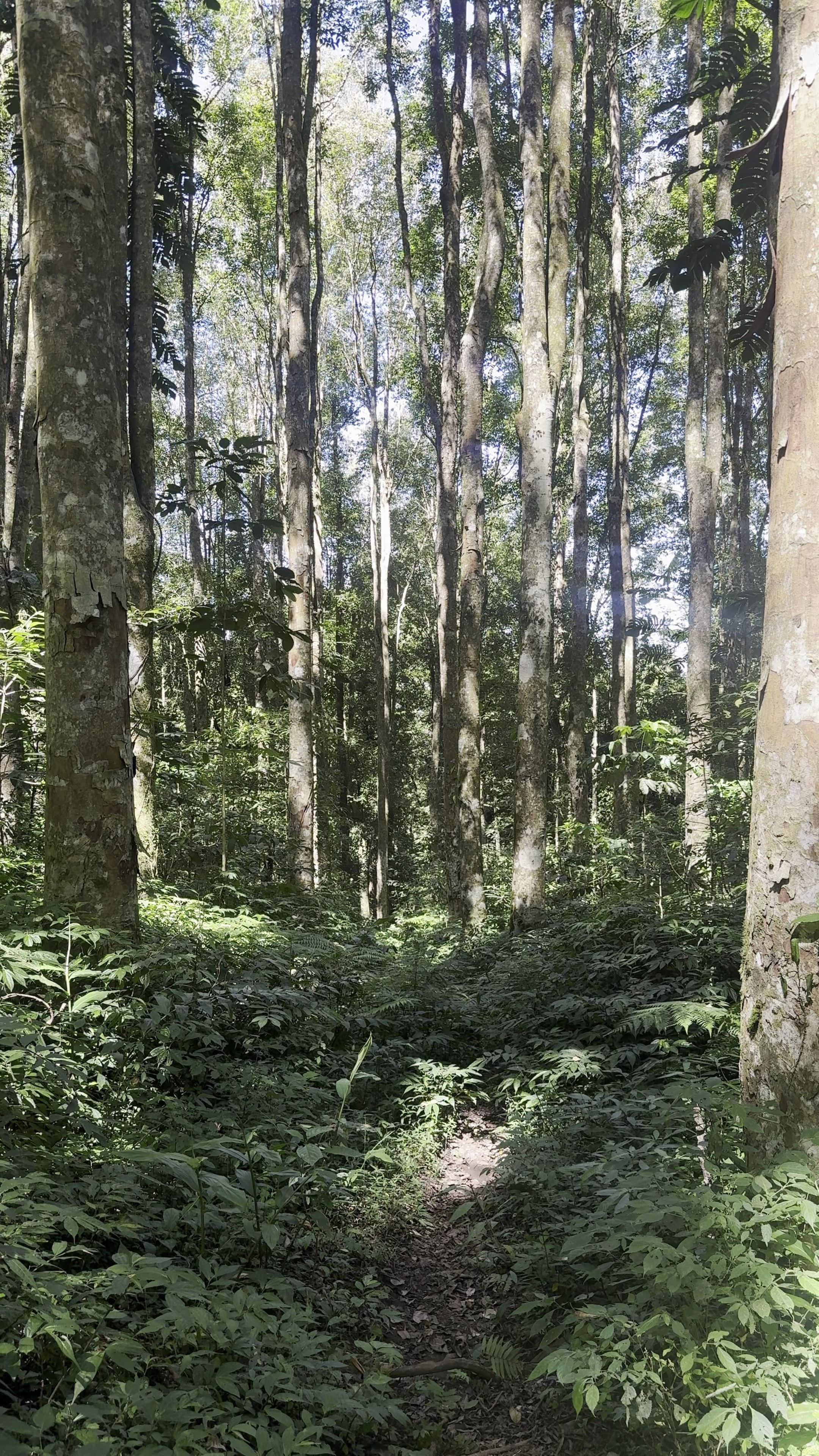 Утро в Лесу. Индивидуальный и парный фотограф на Бали — Bali Dream Photo