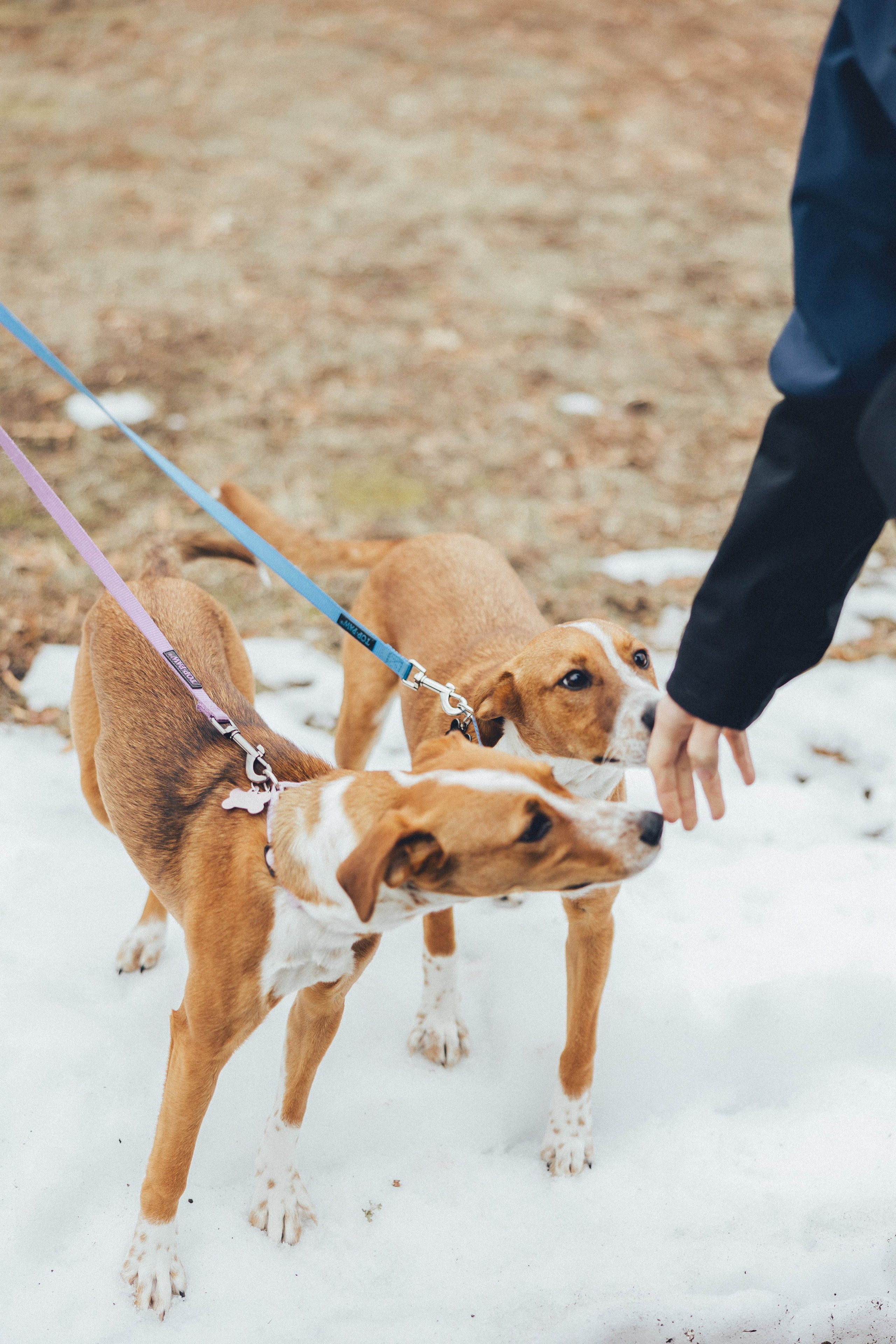 Wedding Julia&Steven. Sara Eulalia | Virginia Photographer