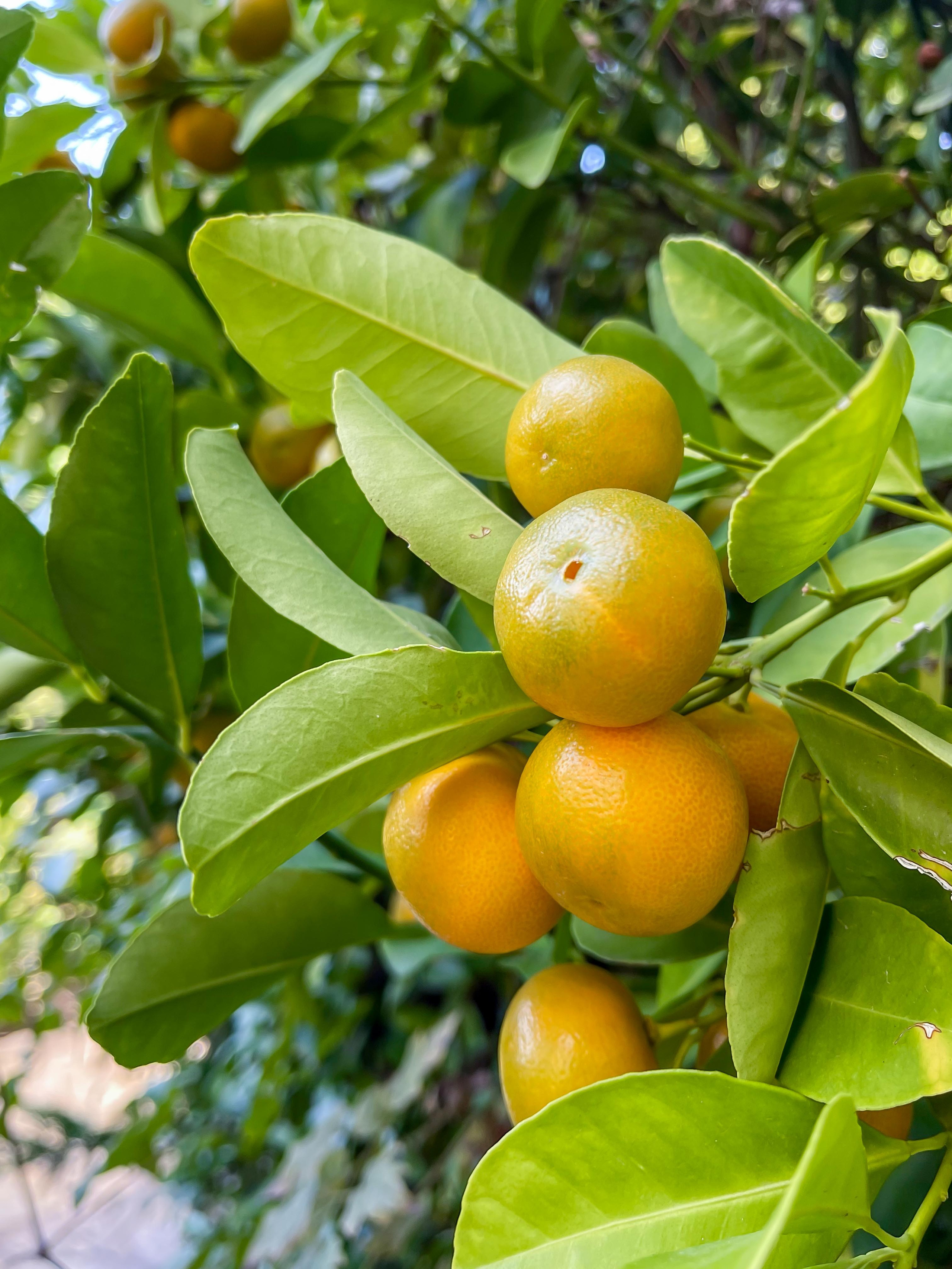 Κήπος Θρακομακεδόνες. Geoponitikon-Όταν η Επιστήμη συναντά την Τέχνη στο Φυσικό Τοπίο!