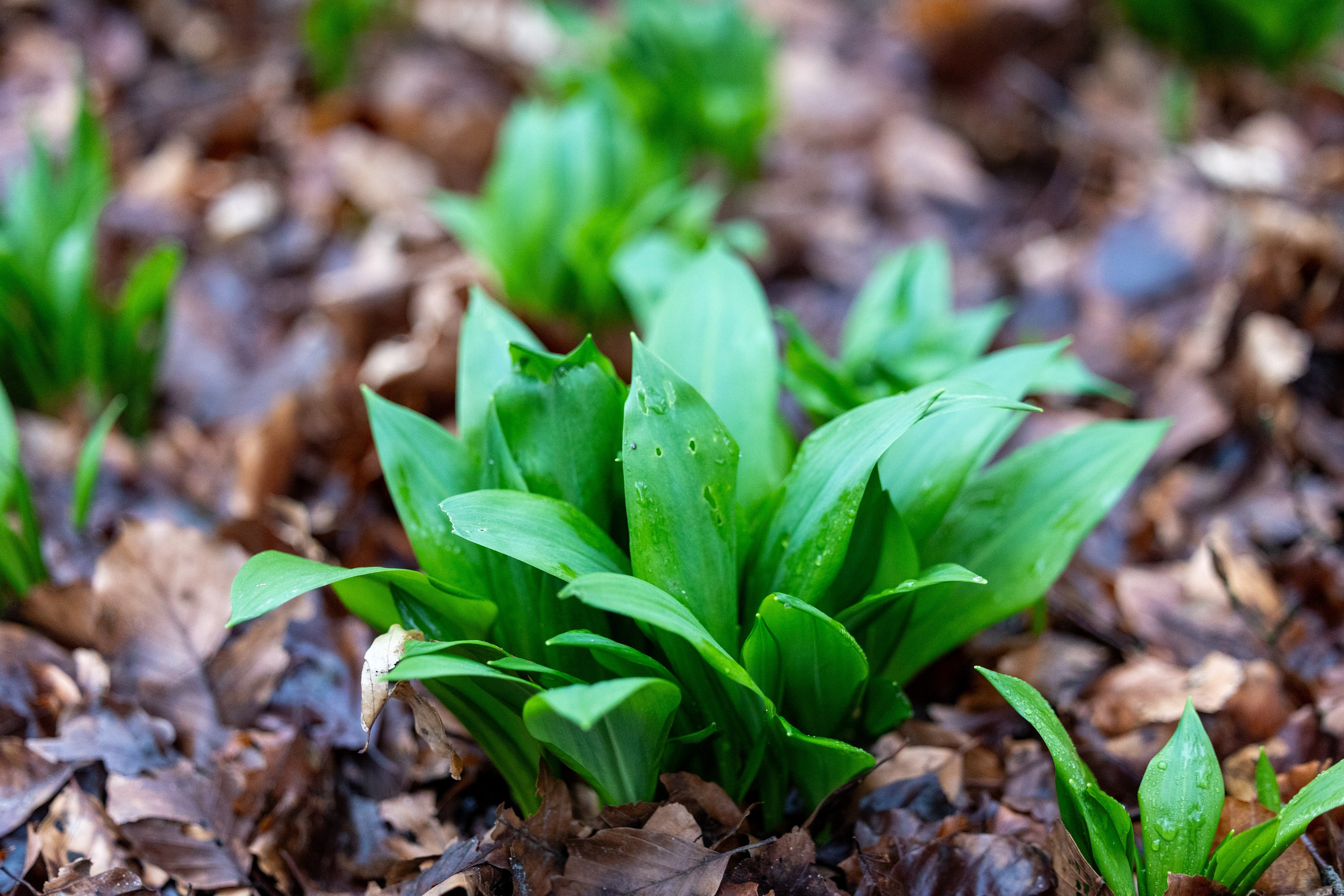 Forår. Fotograf Aarhus | Portrætfoto Århus | Flotte billeder
