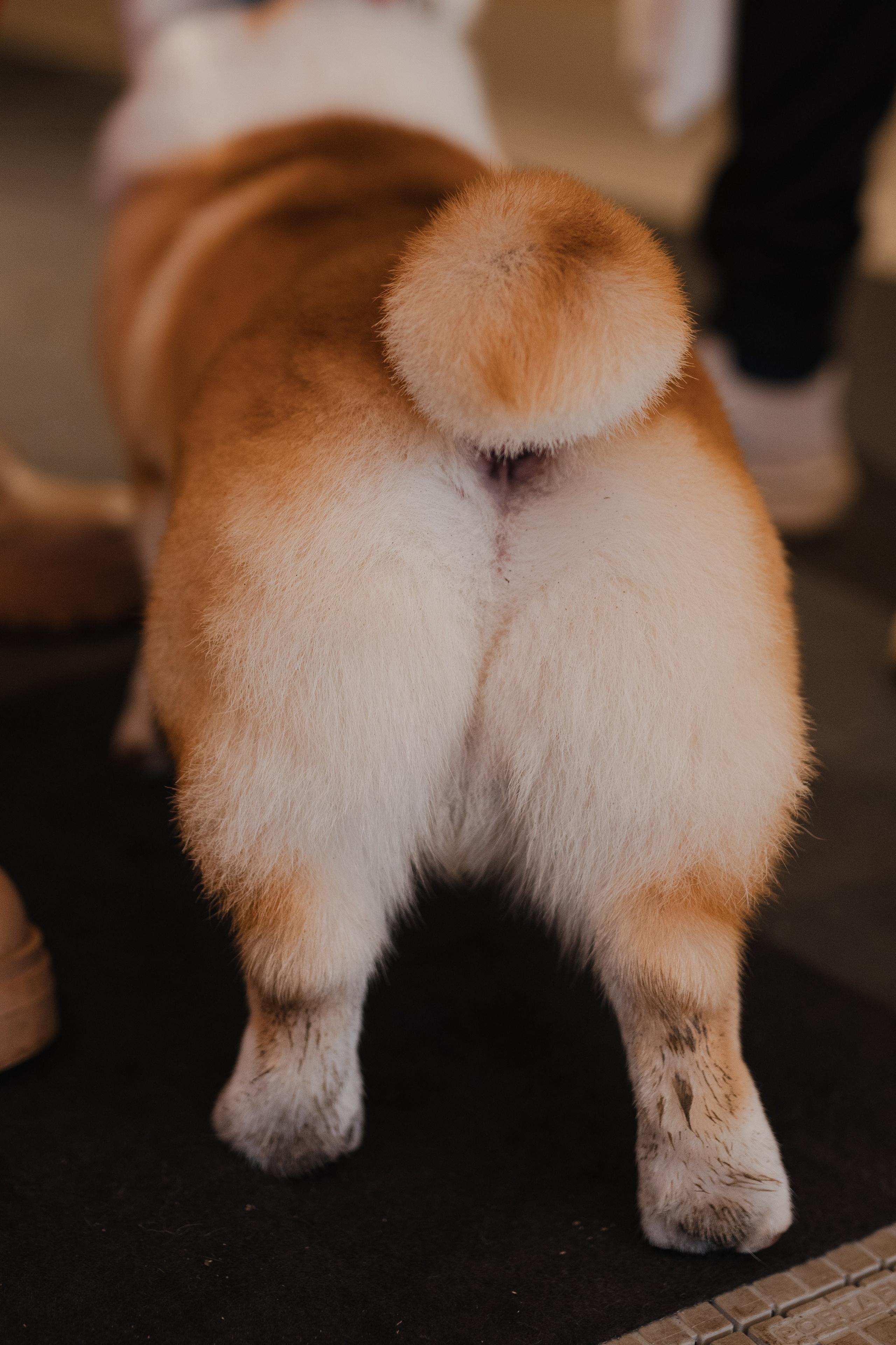 Corgi fest. Event Photography