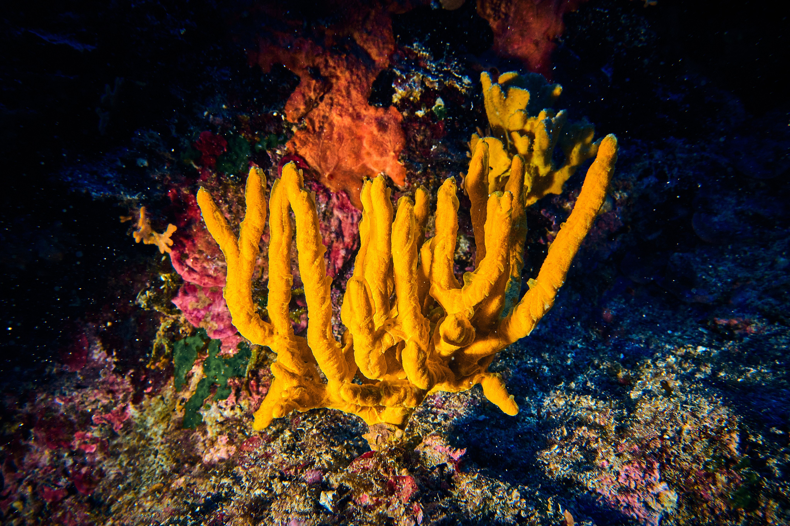 Mieszkańcy mórz. Andriej Szypilow — Photography & Videography