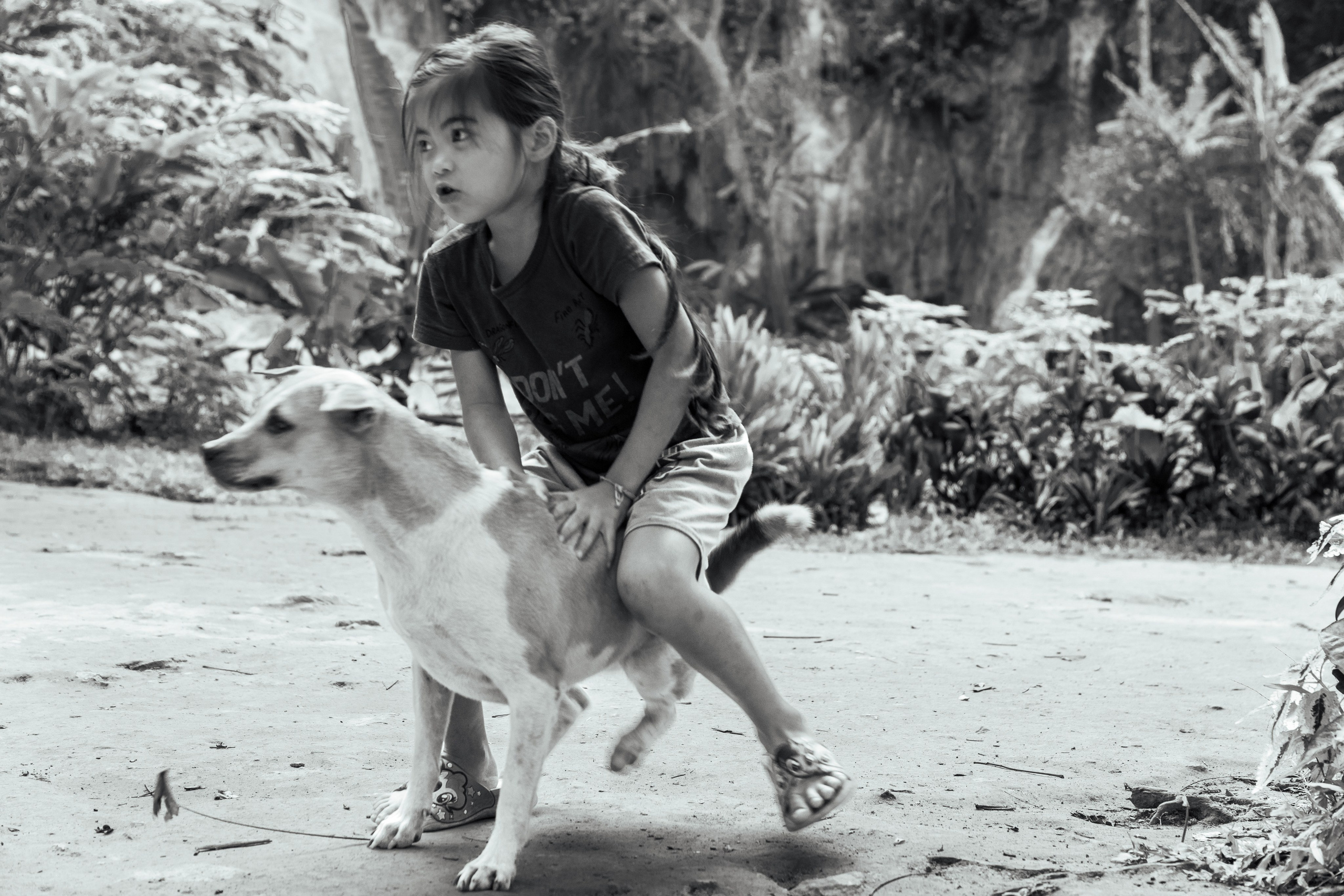 Random dogs. Главное меню