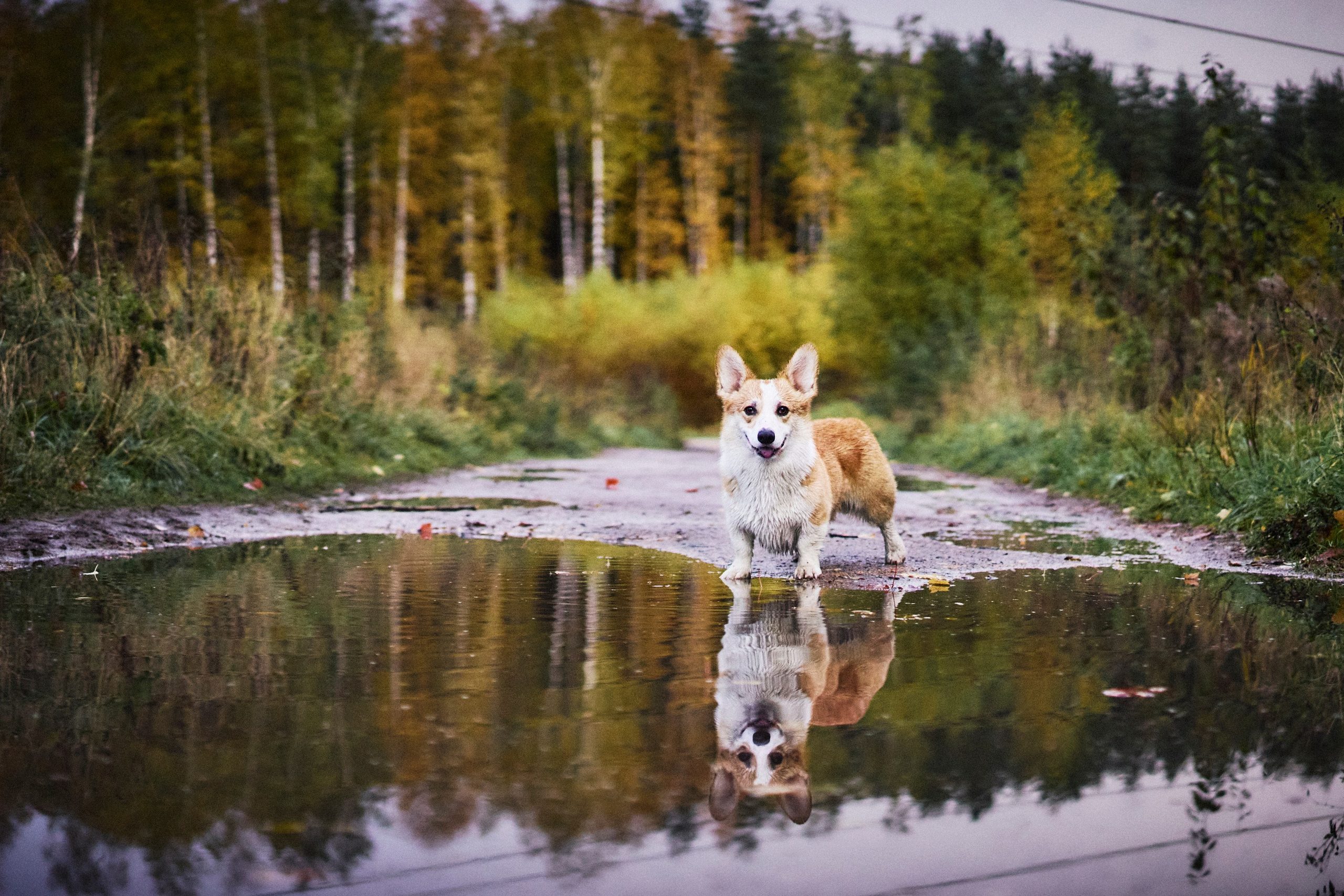 Ray. Vutitsa