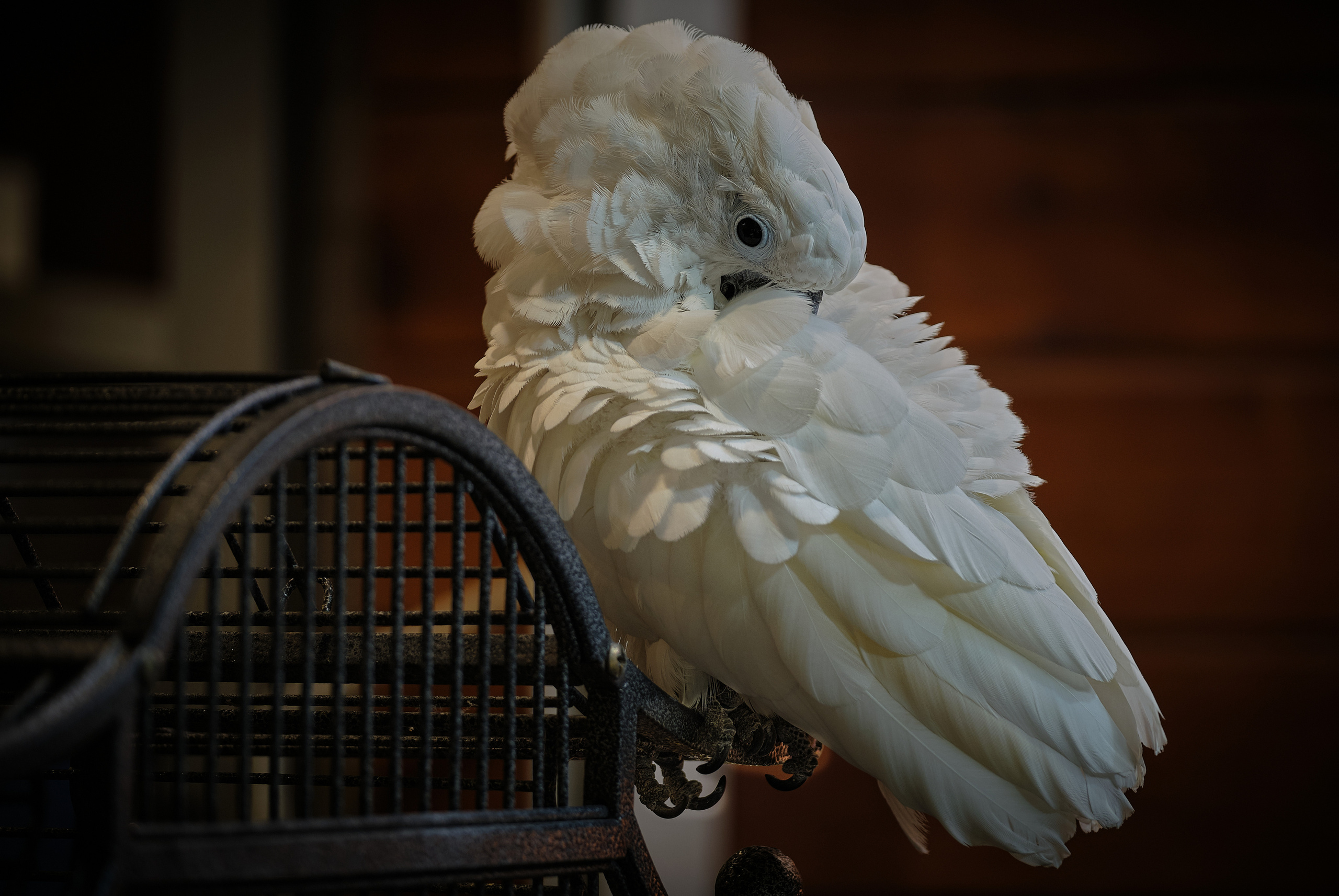 Middle East Photo Agency — Weddings, Bar & Bat Mitzvahs, Brit Milah, Theater, Magnets, Portraits