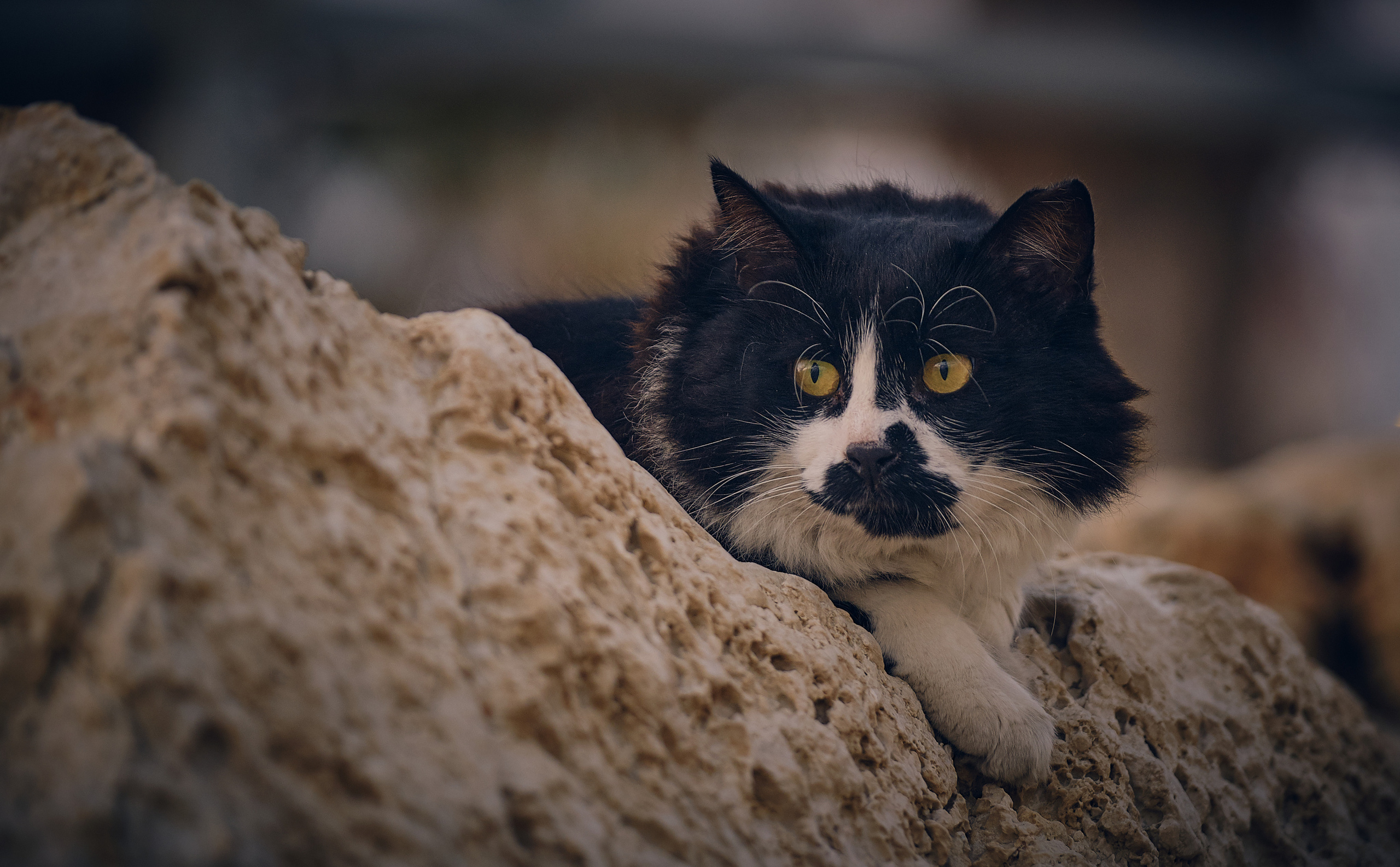 Ron. Tel Aviv Street. Middle East Photo Agency — Свадьбы, Бар и Бат-мицва, Брит, Театр, Магниты, Портреты