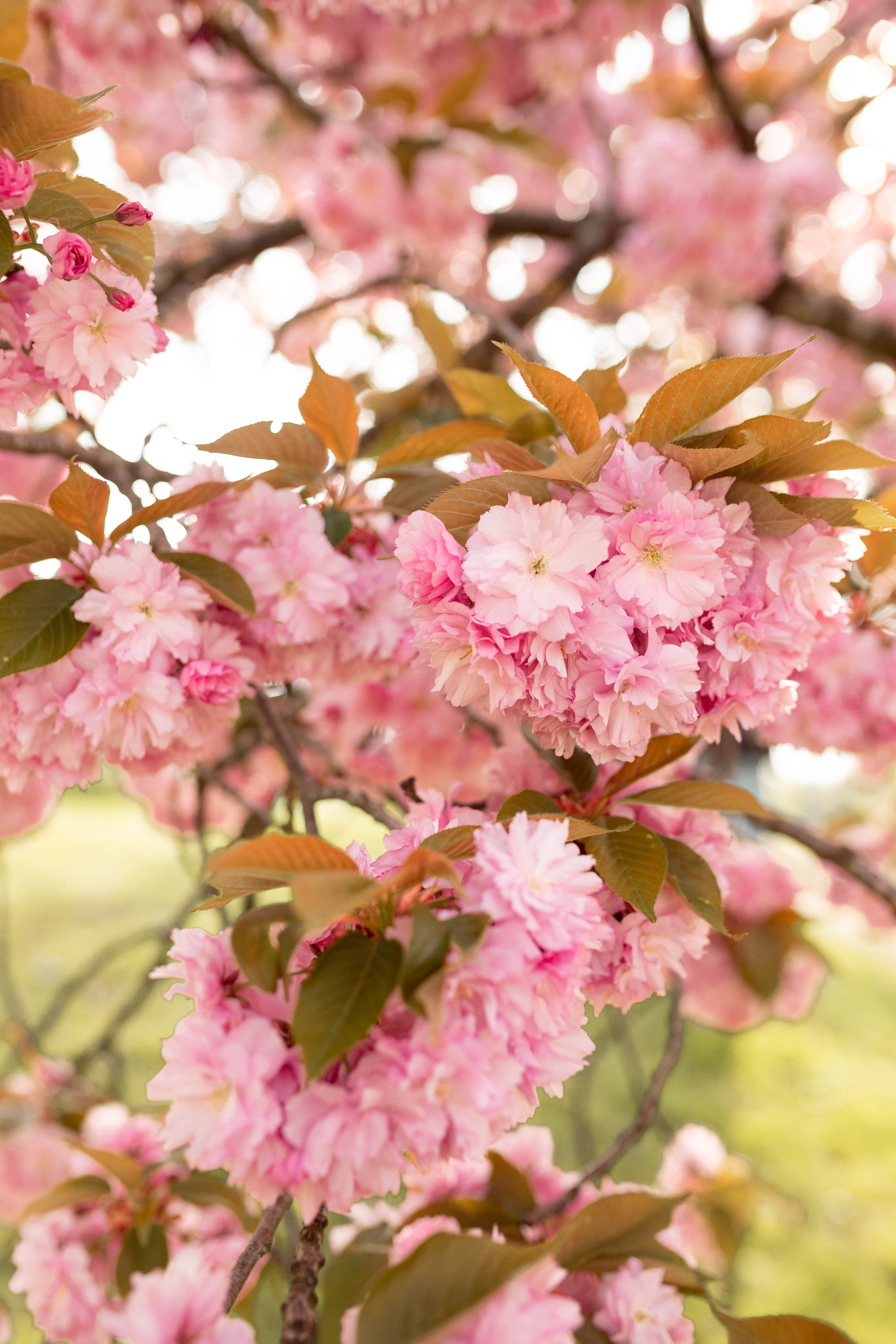 Cherry blossoms. Familien- und Kinderfotografin Katerina Vlasenko, München
