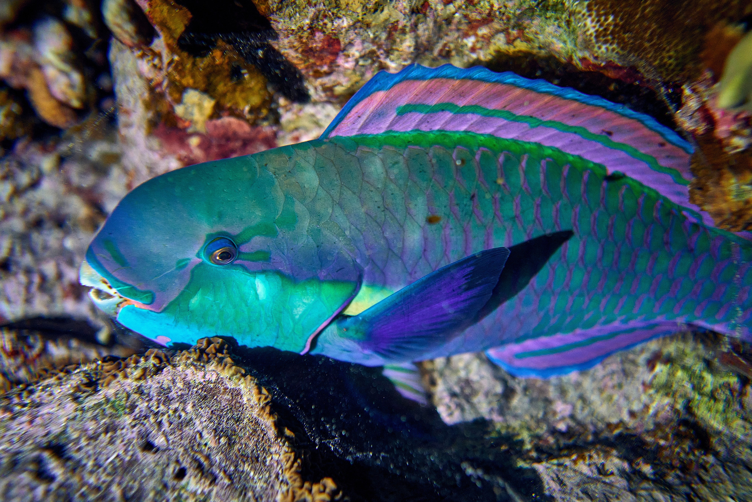 2023-11 - Diving Safari Deep South Egypt. Andriej Szypilow — Photography & Videography