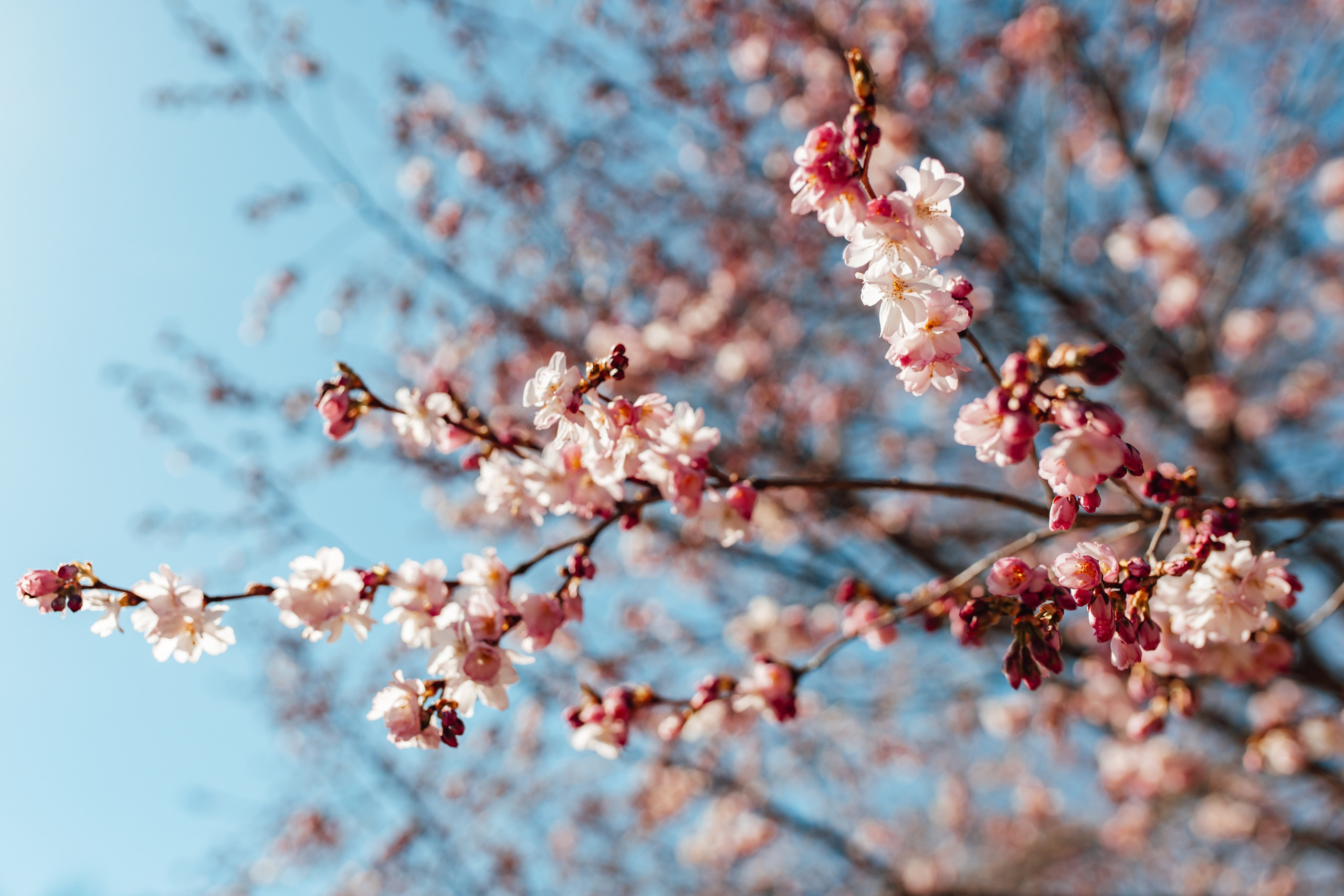 Fotogrāfe Zane Stulpiņa