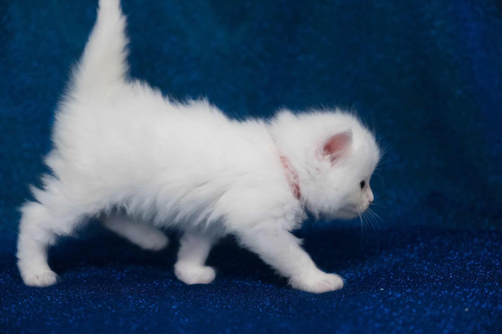 N-Aquila. SIBERIALIS: Katzenzucht von Sibirischen und Neva Masquarade Katzen